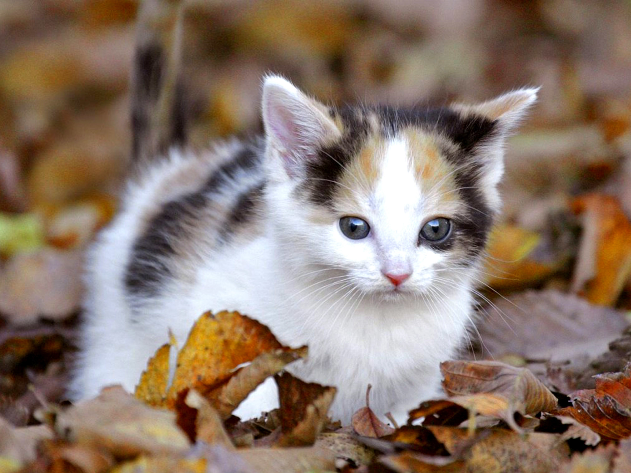 Gattino calico, Foglie secche, Autunno, Tenero, Full HD, schermata di blocco iPad