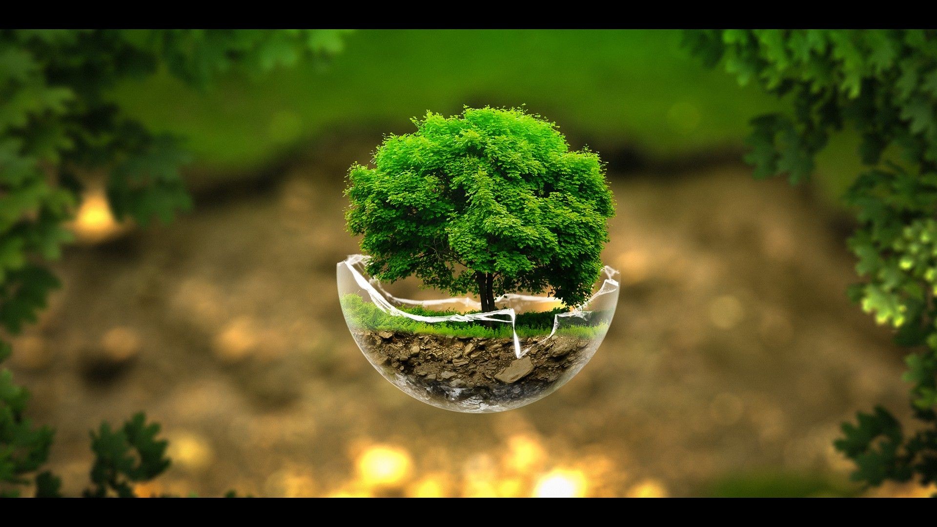 Albero, Ciotola di vetro, Bokeh, Verde, Full HD, wallpaper desktop