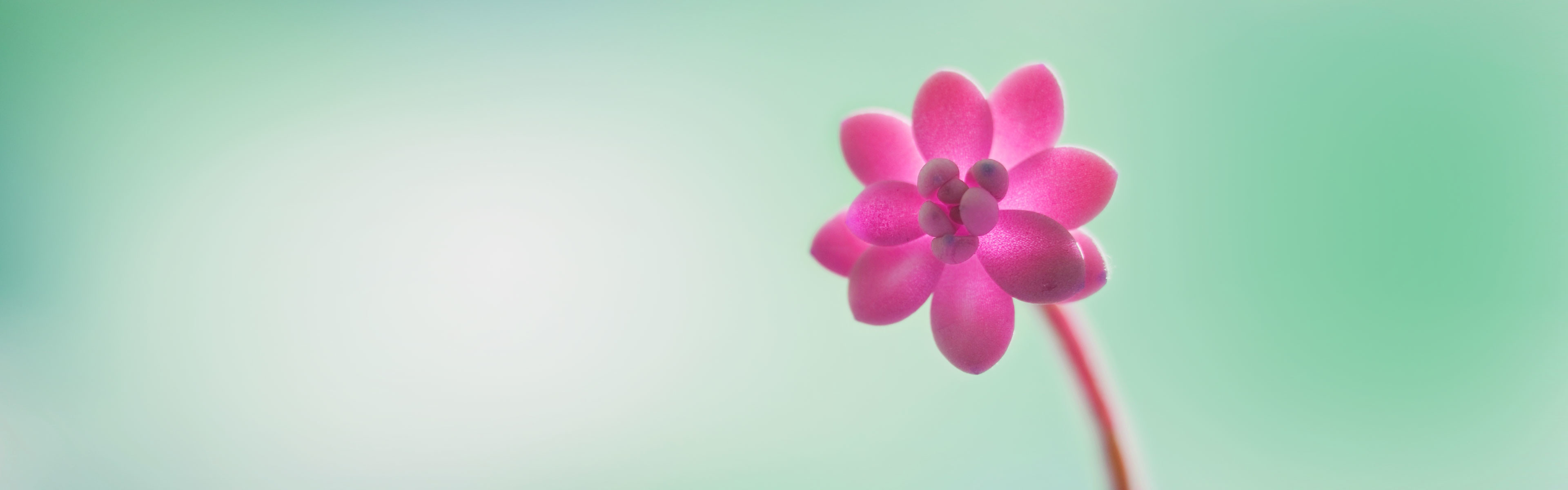 Fiore rosa, Minimalista, Verde chiaro, immagine di sfondo Windows 8