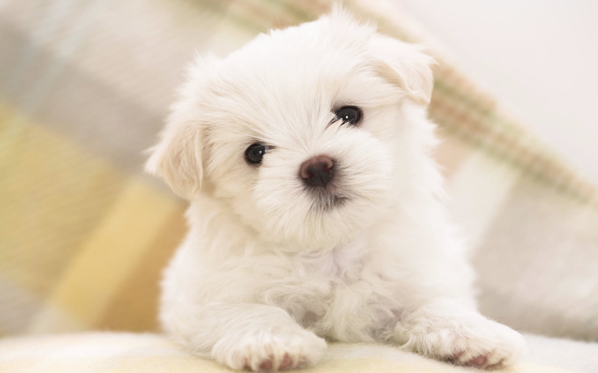 Maltese, Cucciolo, Bianco, 1920x1200, sfondo per PC