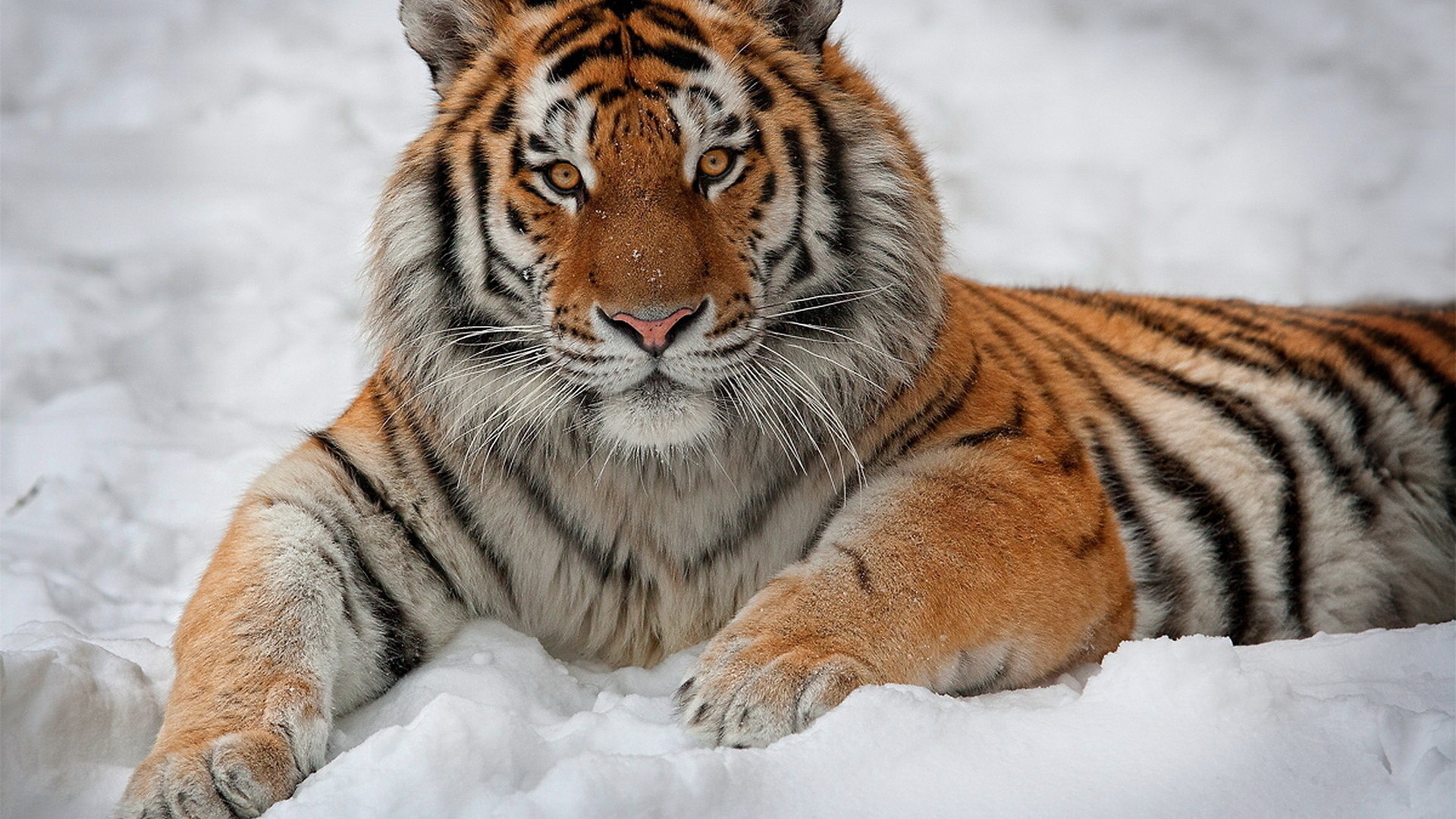 Tigre siberiana, Neve, Inverno, Felino, 1920x1080, immagine di sfondo