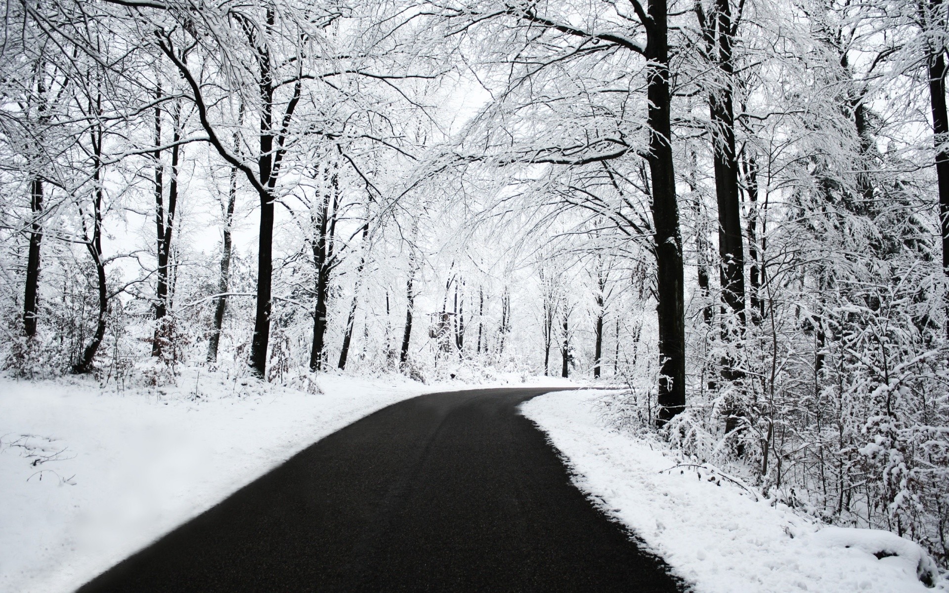 Strada, Alberi innevati, Bianco e nero, Bosco, 1920x1200, sfondo per PC