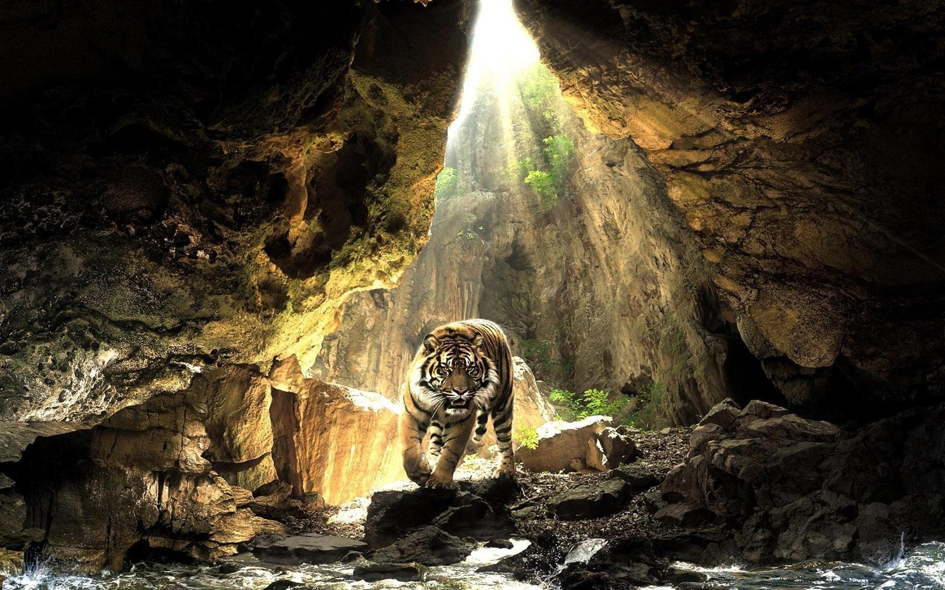 Tigre, Grotta, Raggi di luce, Felino, 1920x1200, sfondo MacBook Pro