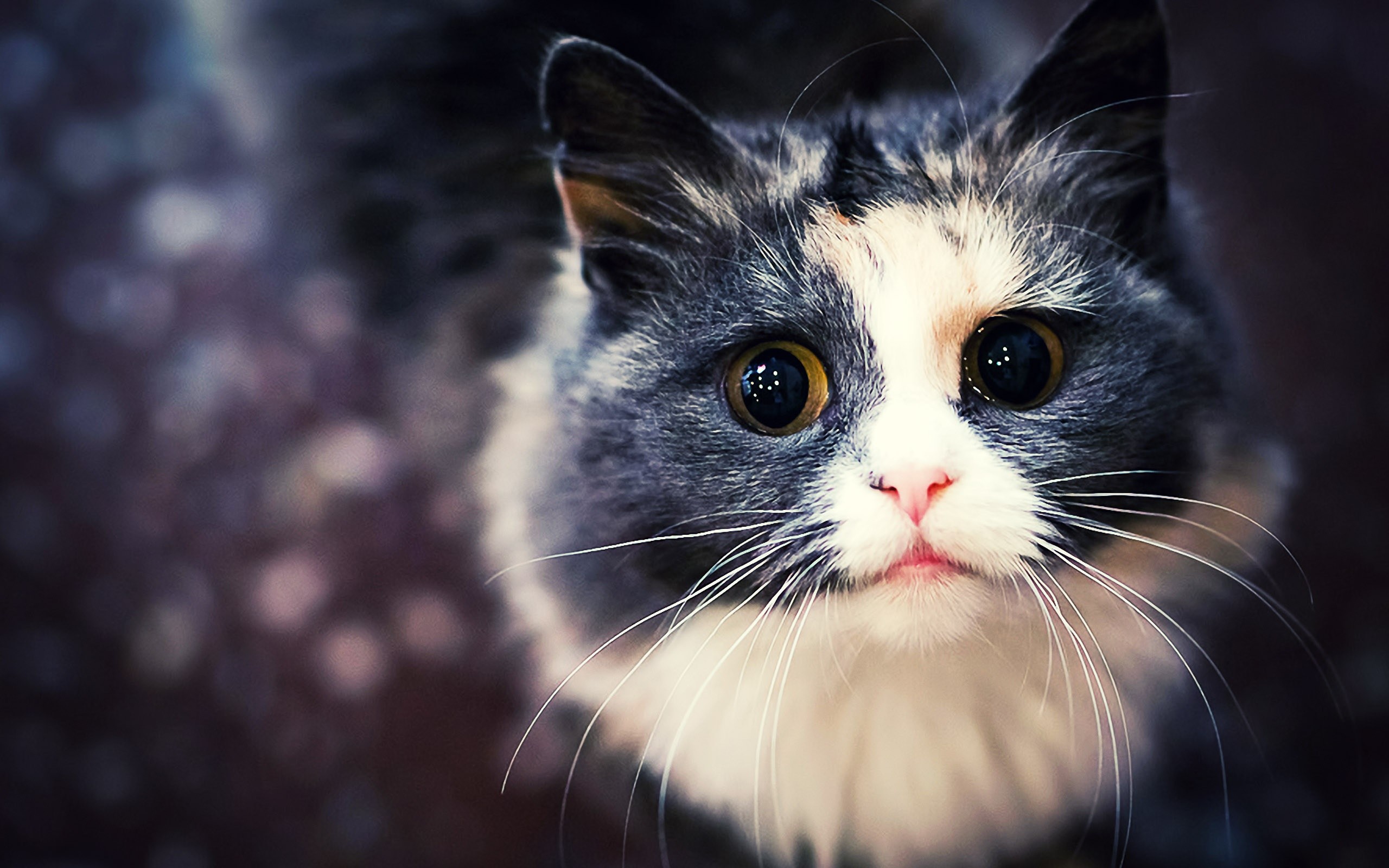 Gatto, Bianco e nero, Occhi grandi, Bokeh, 2K, sfondo Windows 11