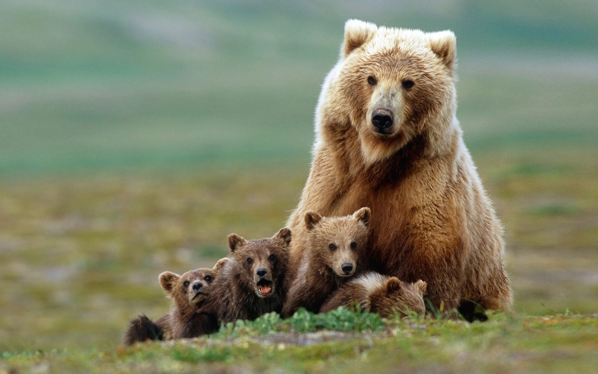 Mamma orsa, Cuccioli d'orso, Famiglia, Prateria, 1920x1200, sfondo per PC