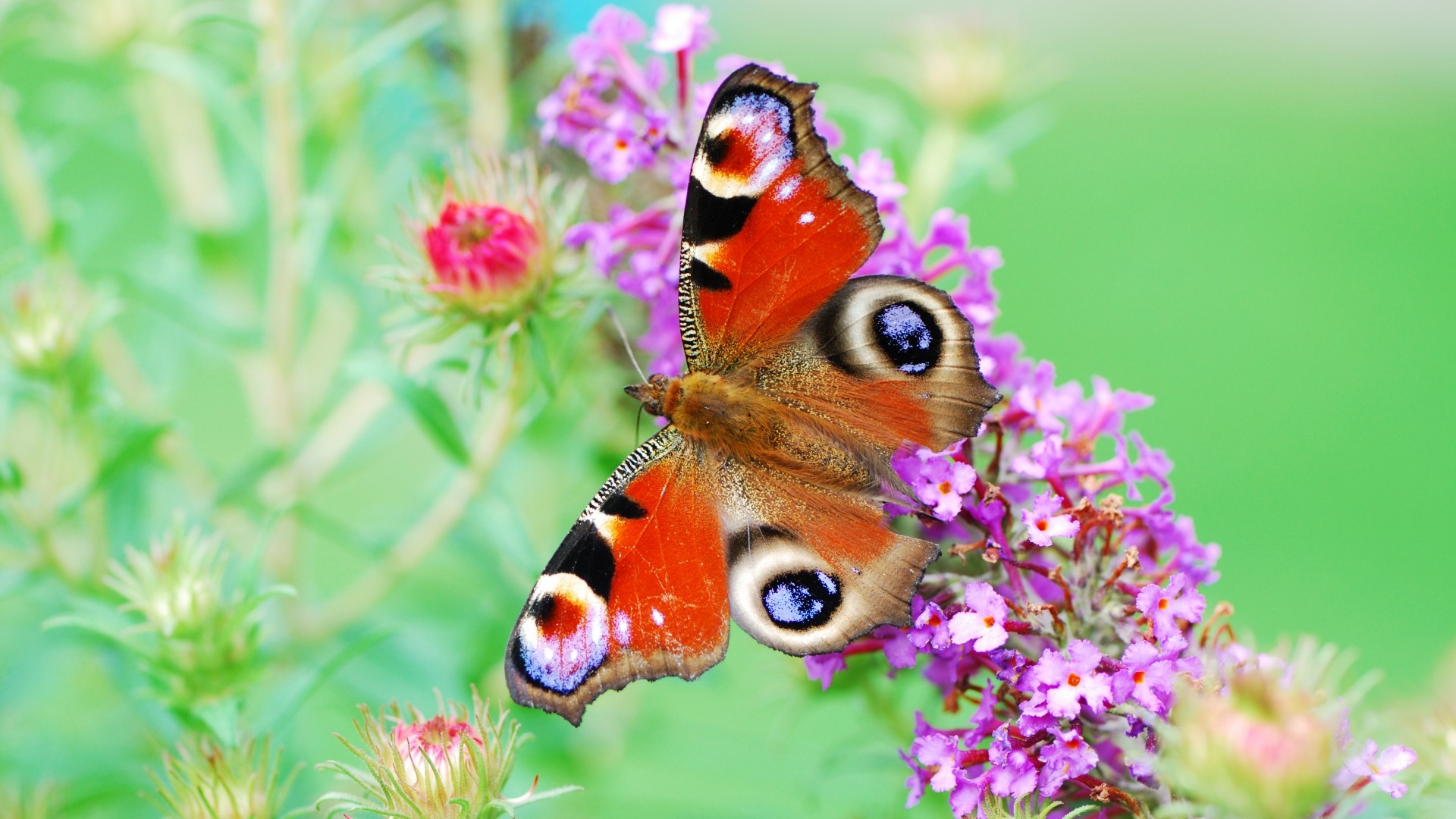 Vanessa io, Farfalla, Buddleja, Fiori viola, Full HD, sfondo per portatile