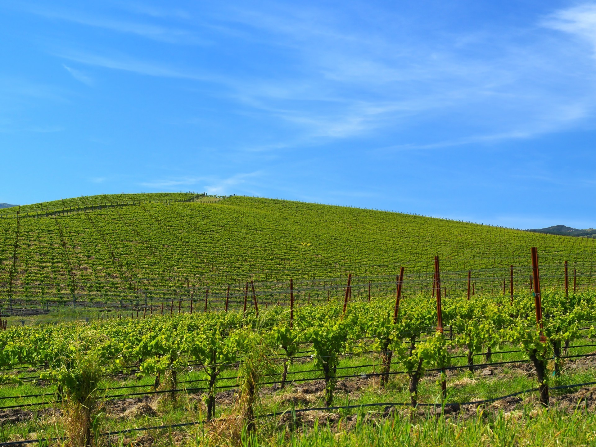 Bliss, Windows XP, Vigneto, Sonoma County, Oggi, Full HD, wallpaper per tablet