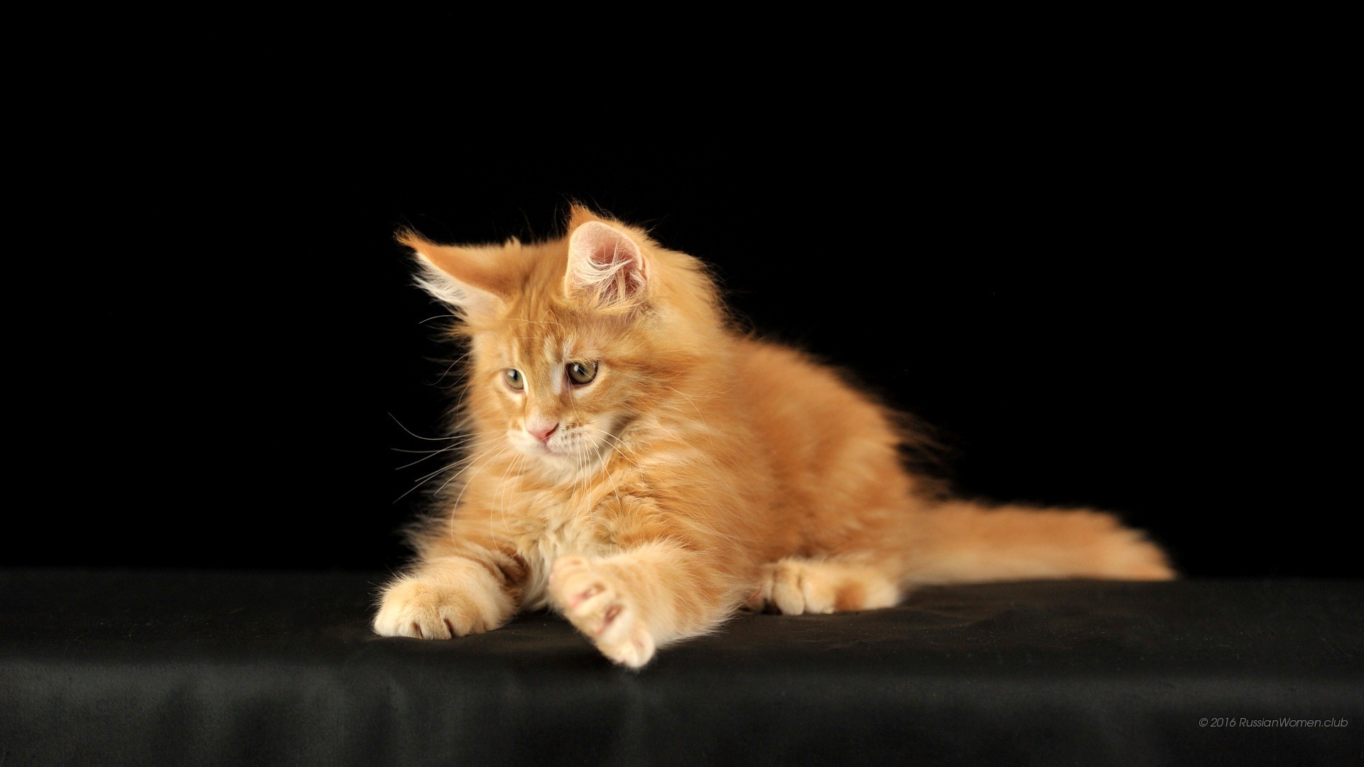Gattino rosso, Maine Coon, Sfondo nero, Full HD, wallpaper per portatile