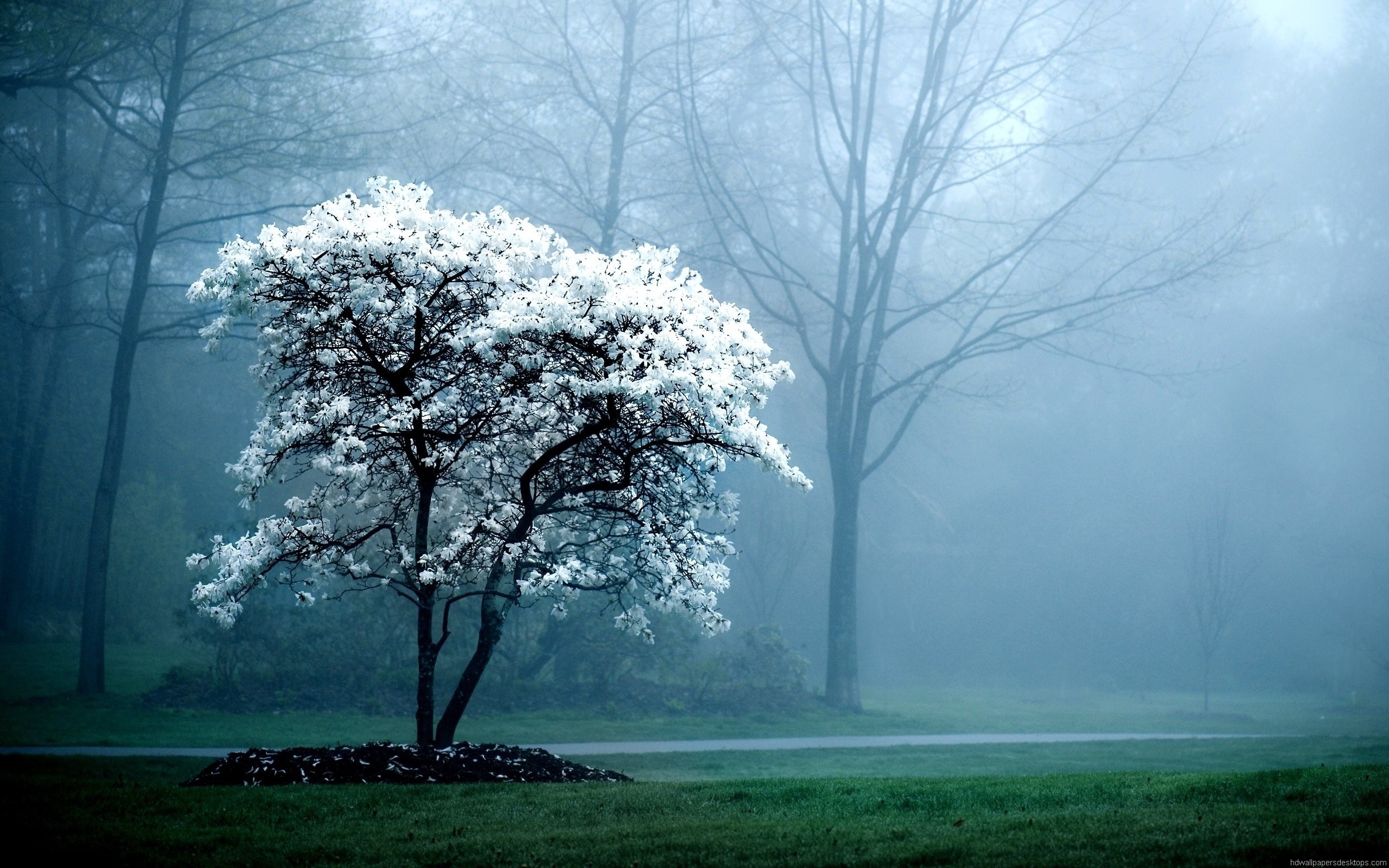Albero in fiore, Nebbia, Parco, 2560x1600, sfondo per PC