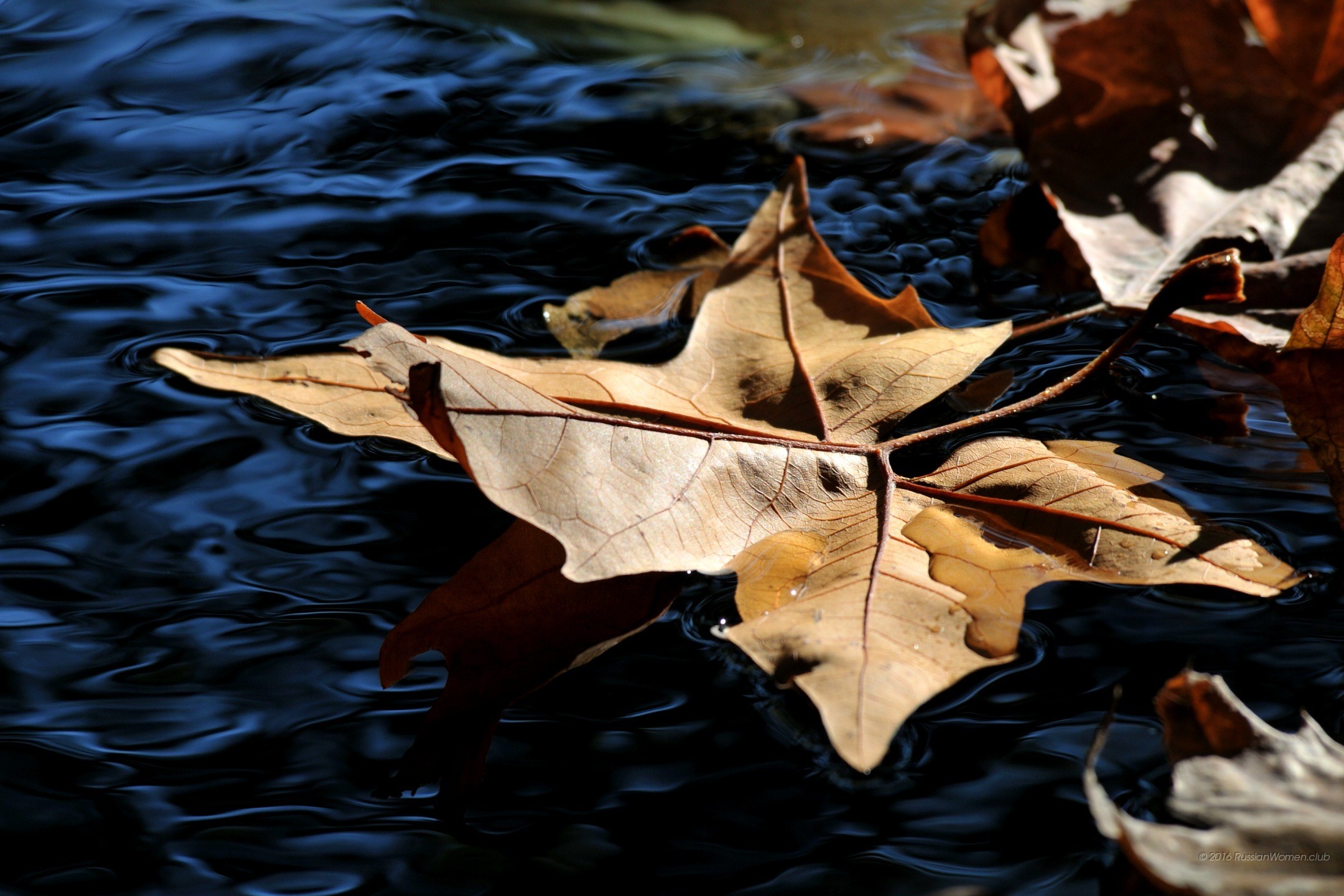Foglia secca, Acqua, Autunno, Full HD, sfondo desktop