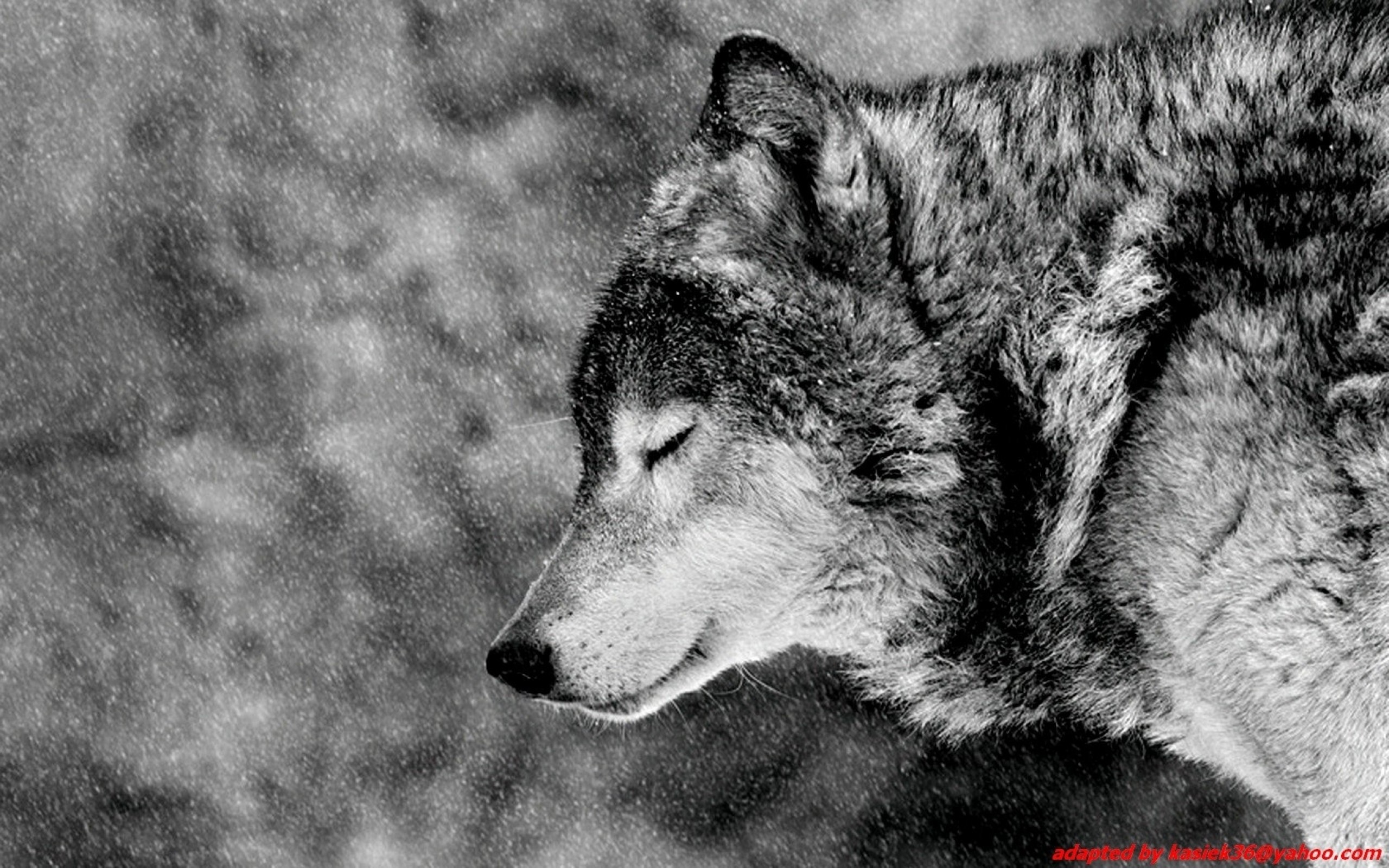 Lupo, Bianco e nero, Profilo, 2560x1600, immagine di sfondo