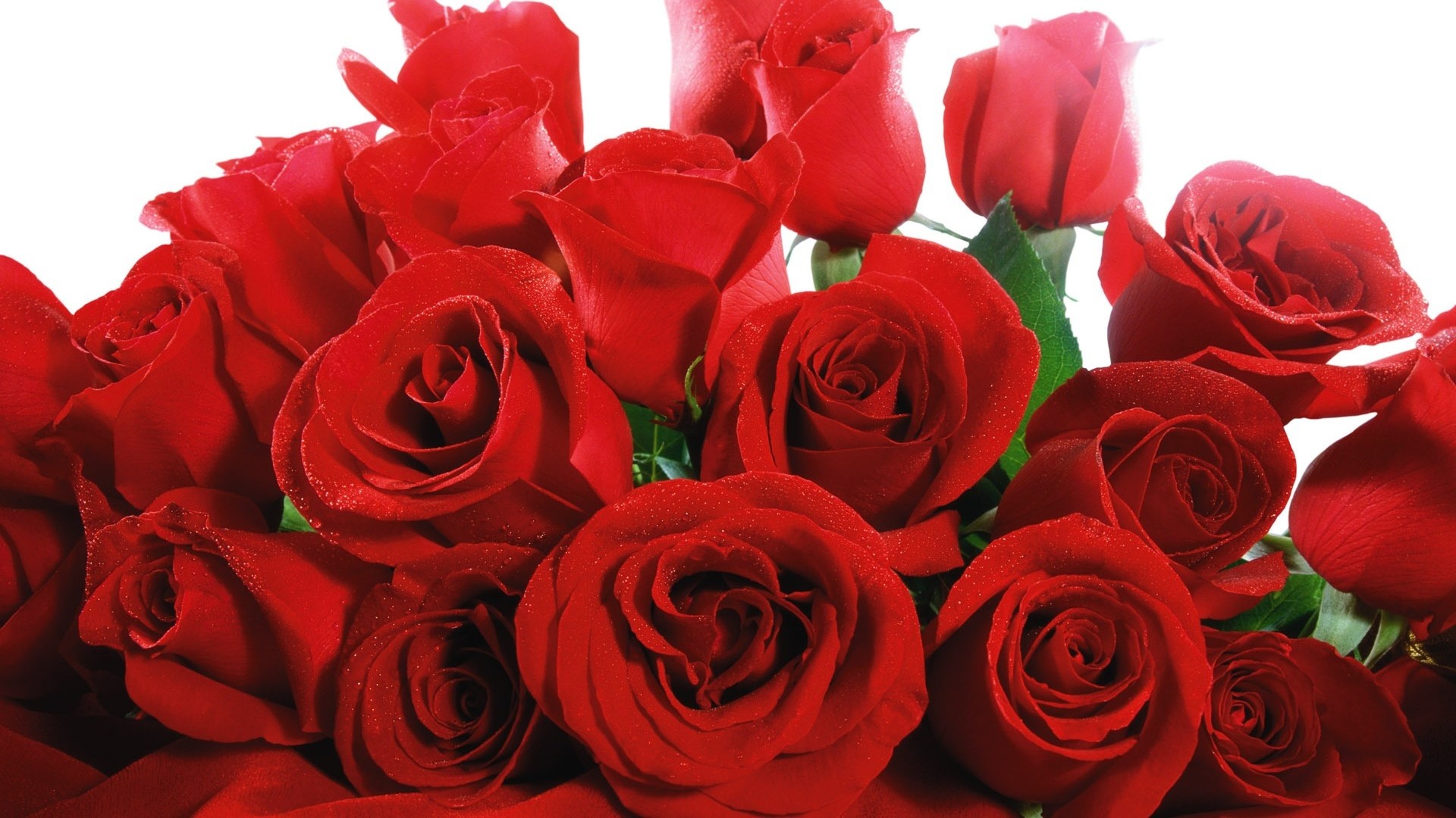 Rose rosse, Mazzo di rose, Sfondo bianco, Romantico, Full HD, wallpaper desktop