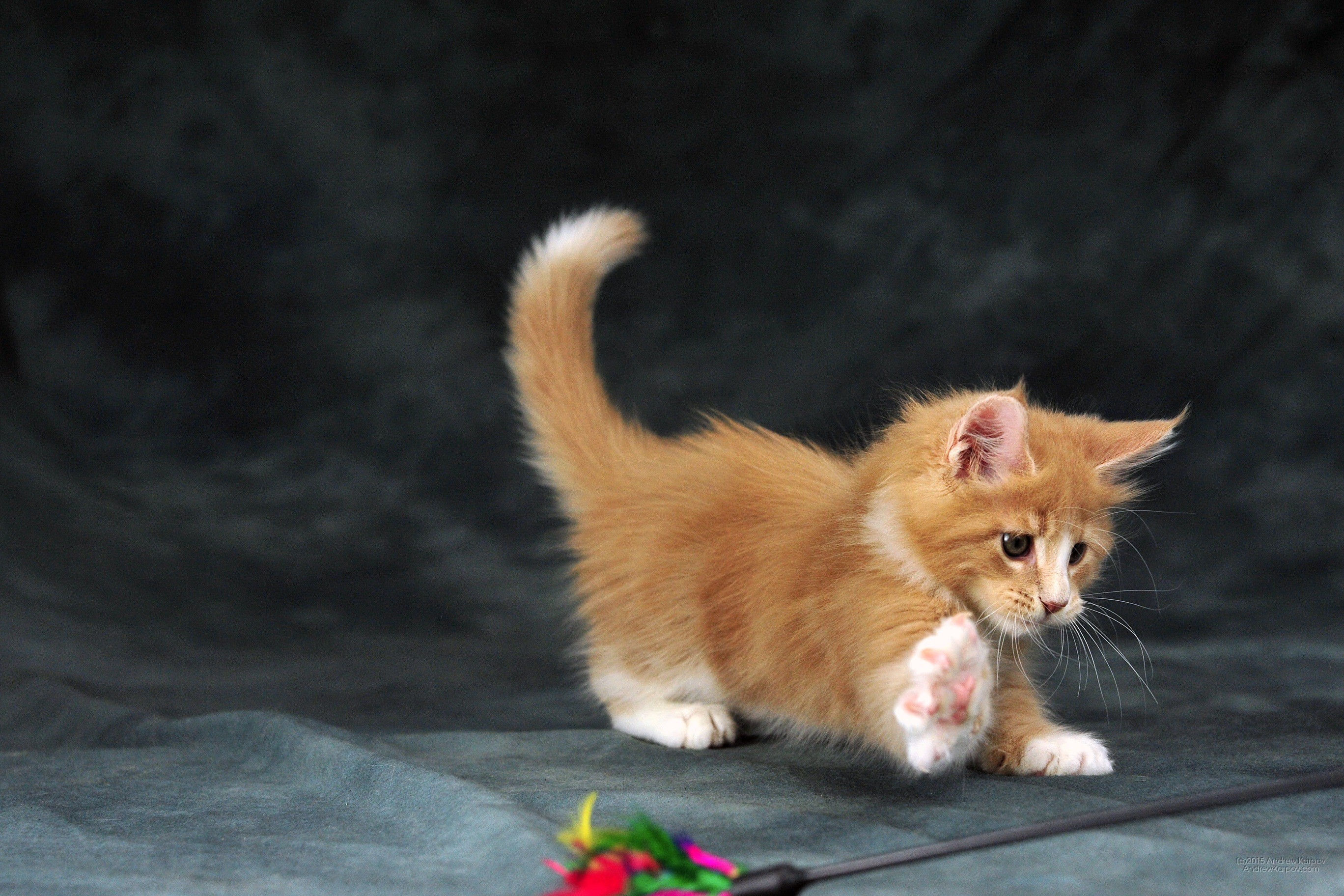 Gattino rosso, Gioco, Sfondo grigio, 2K, wallpaper per portatile