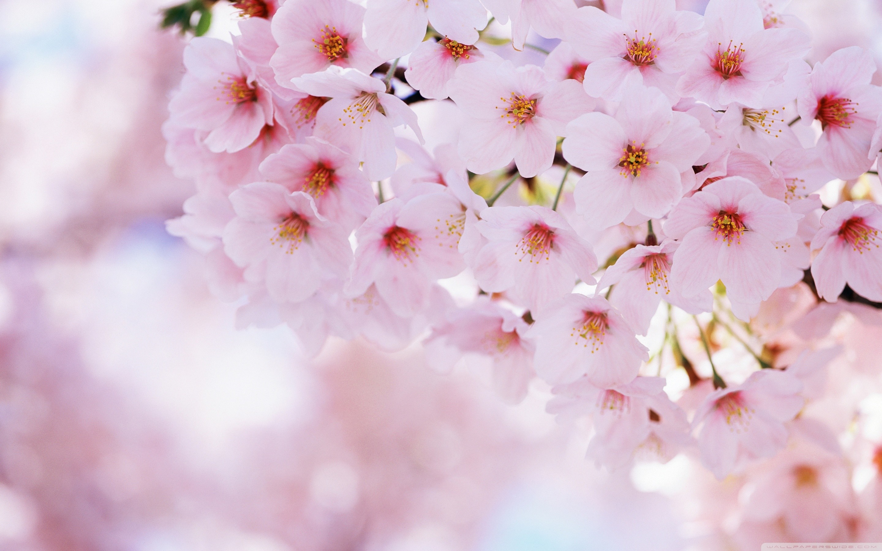 Fiori di ciliegio, Primo piano, Rosa, Bokeh, 2K, sfondo per portatile