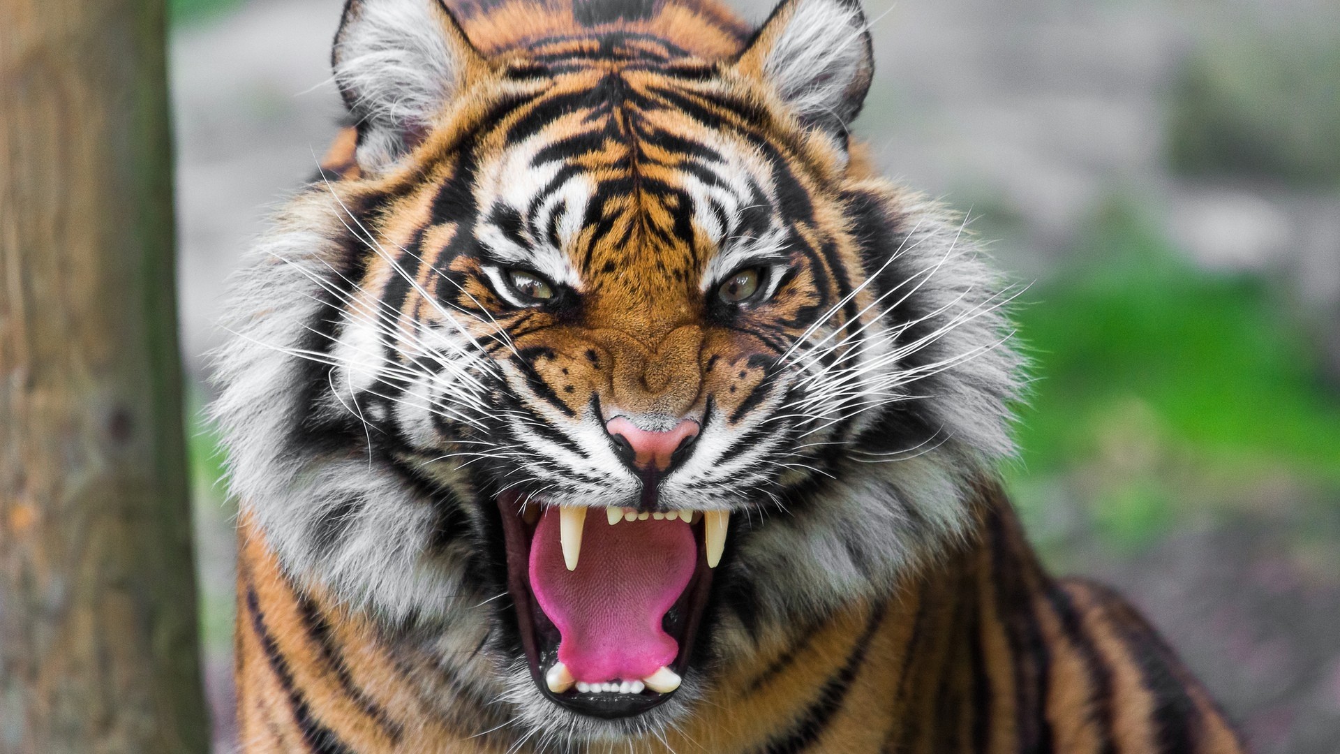 Tigre, Ringhio, Zanne, Primo piano, Full HD, sfondo per PC e portatile