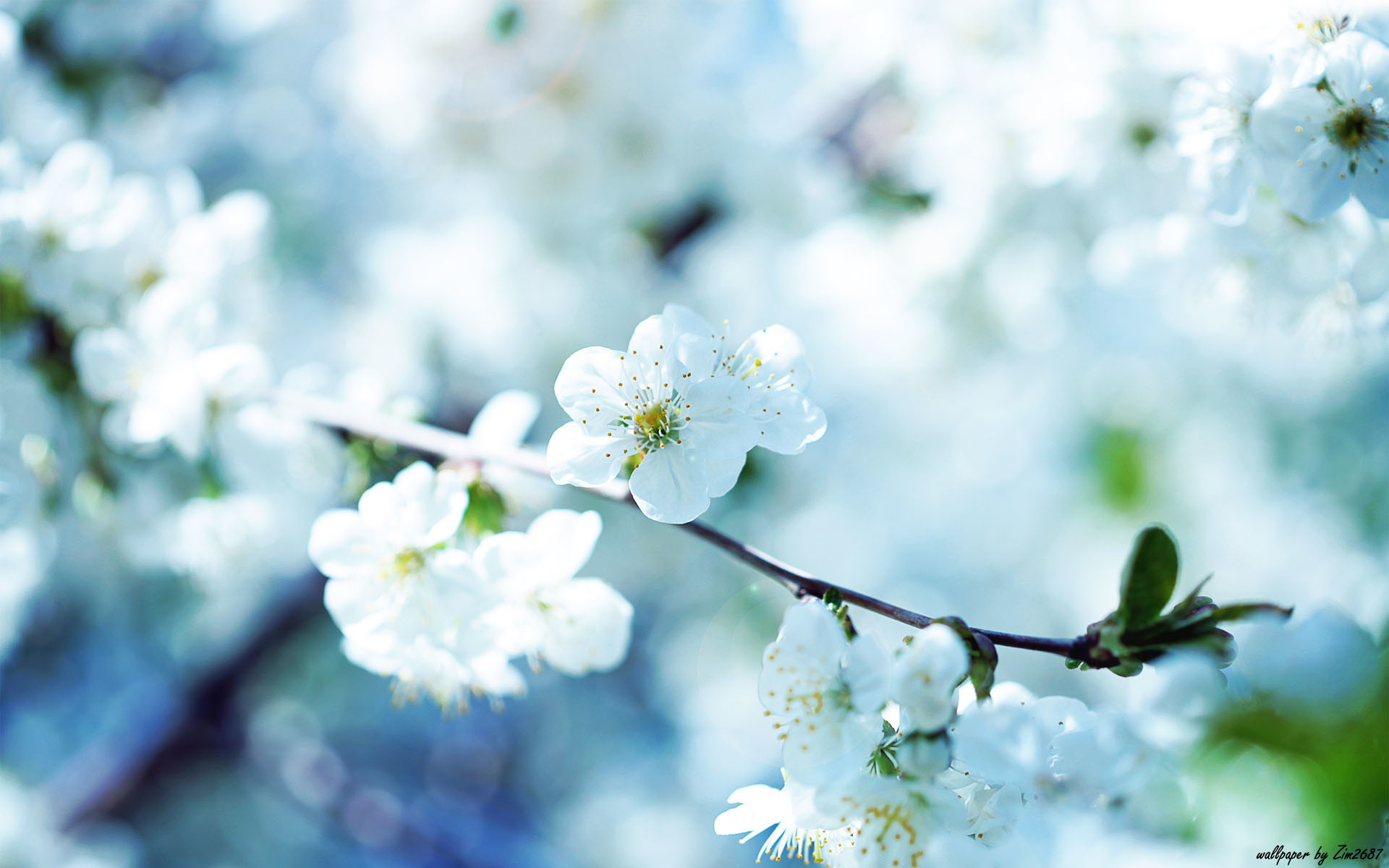 Fiori di ciliegio, Fiori bianchi, Ramo, Primavera, Bokeh, 1920x1200, immagine di sfondo