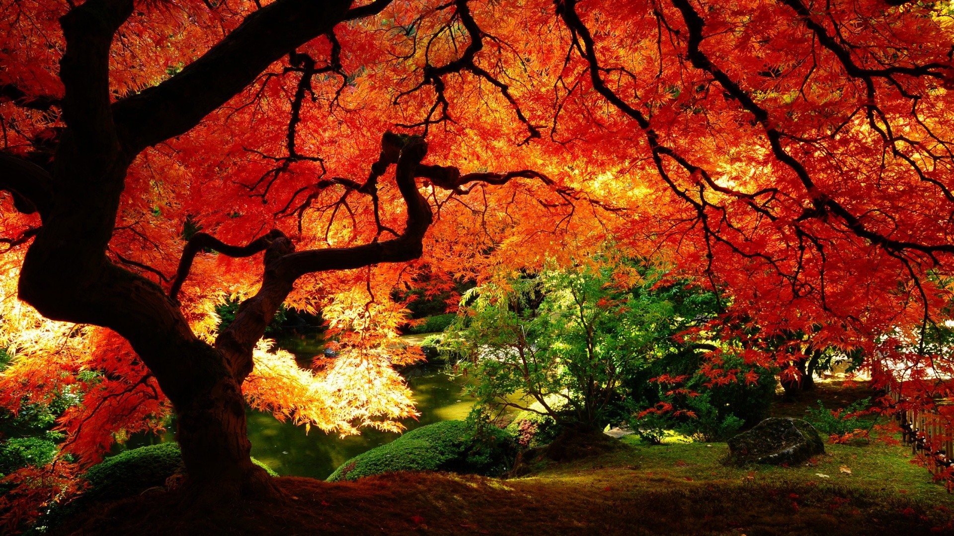 Acero giapponese, Giardino, Foglie rosse, 1920x1080, immagine di sfondo