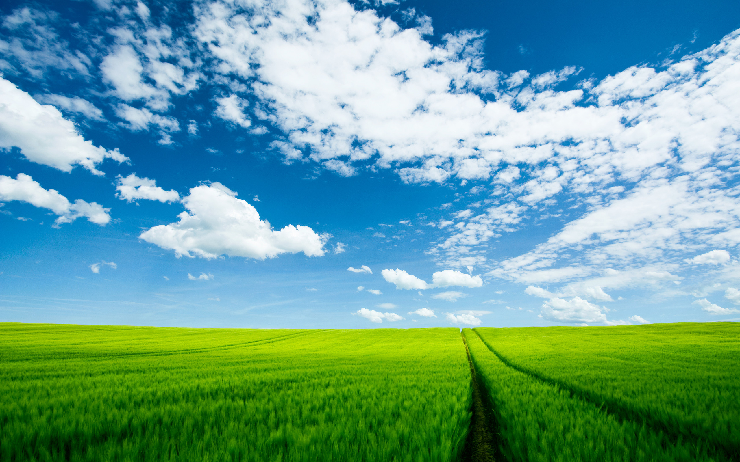 Campo di grano verde, Cielo azzurro, Nuvole bianche, Prato, Pianura, Estate, sfondo 2K