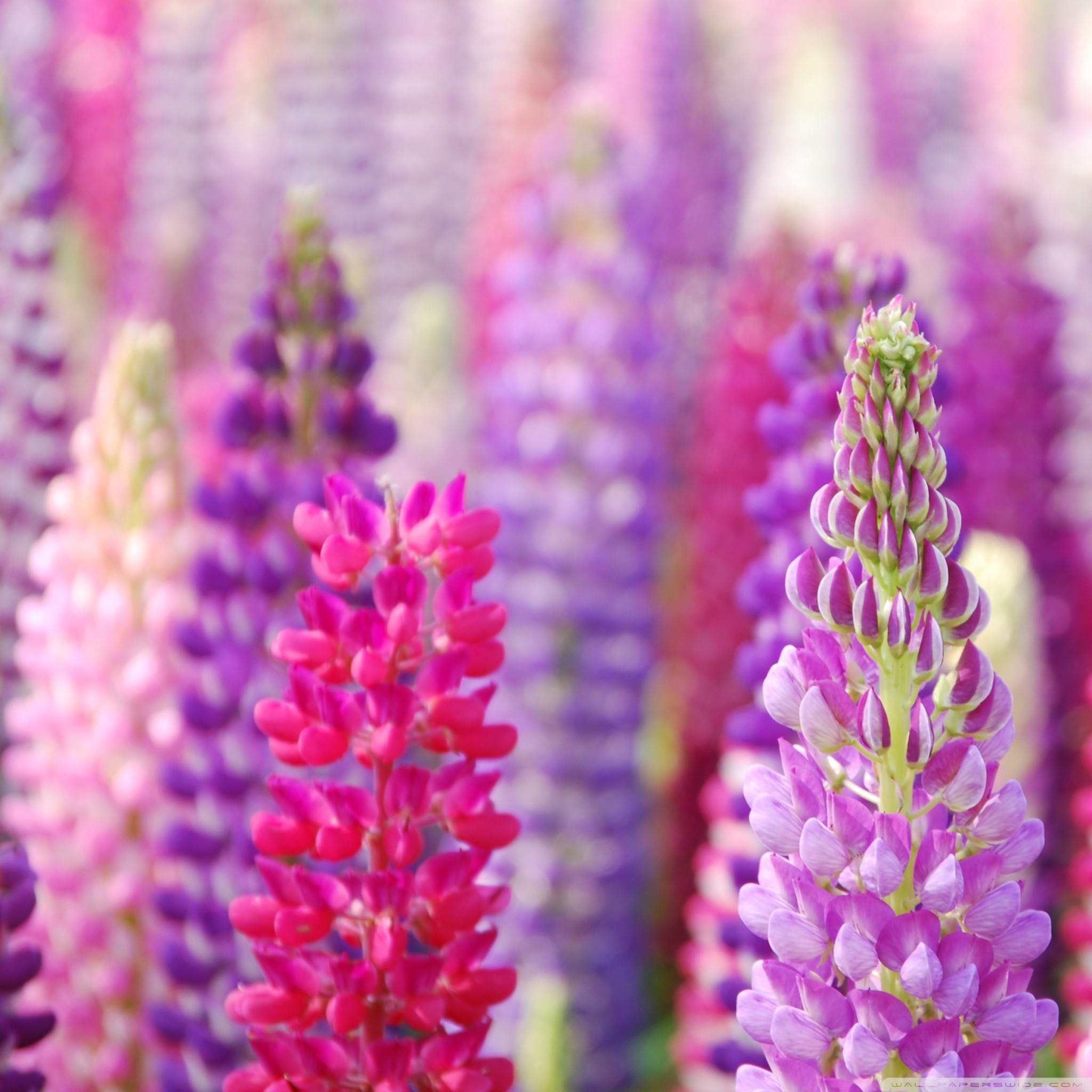 Lupini, Fiori di lupino, Rosa, Viola, Full HD, wallpaper per tablet