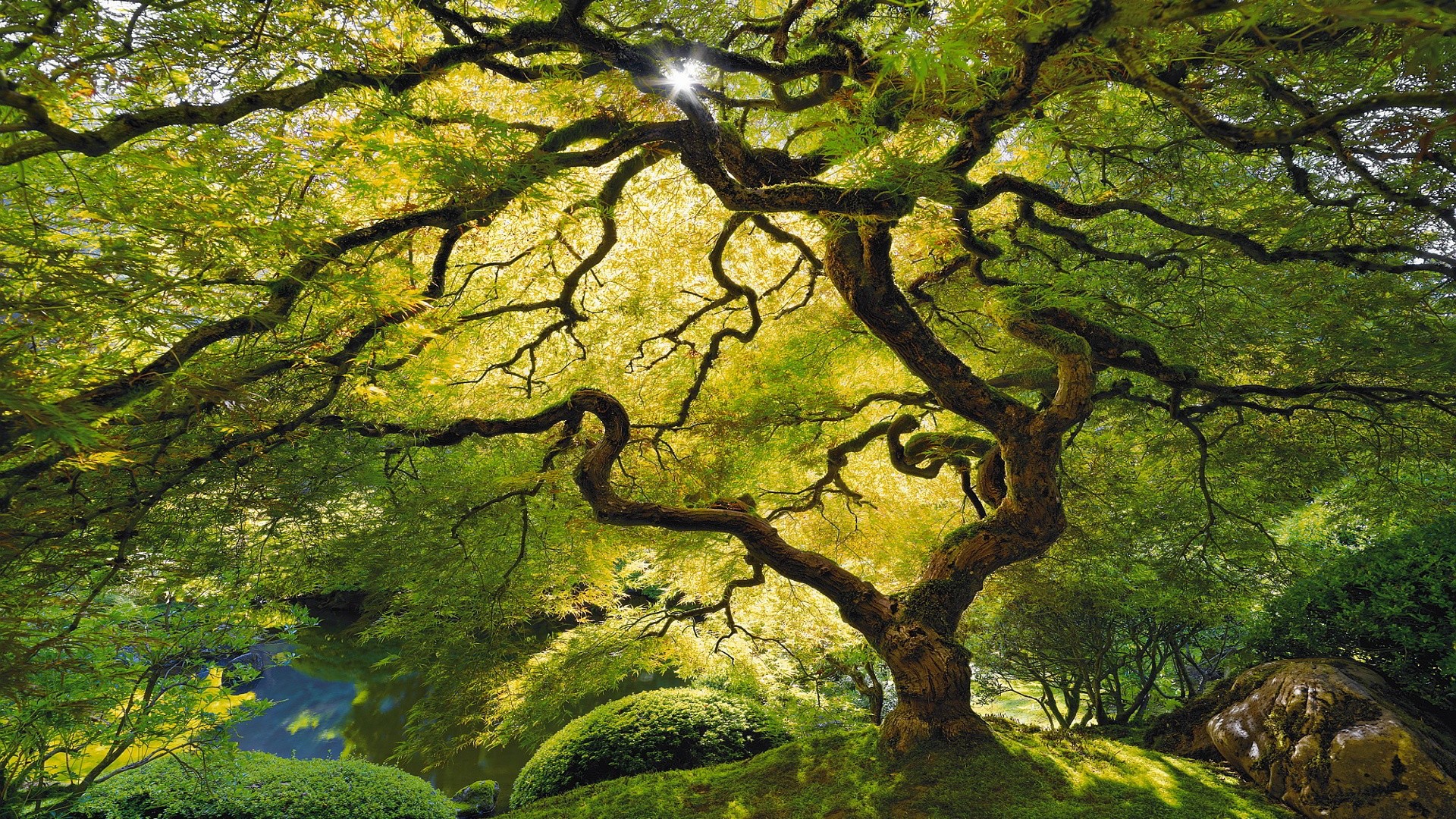 Acero giapponese, Rami contorti, Giardino, Verde, 1920x1080, wallpaper desktop