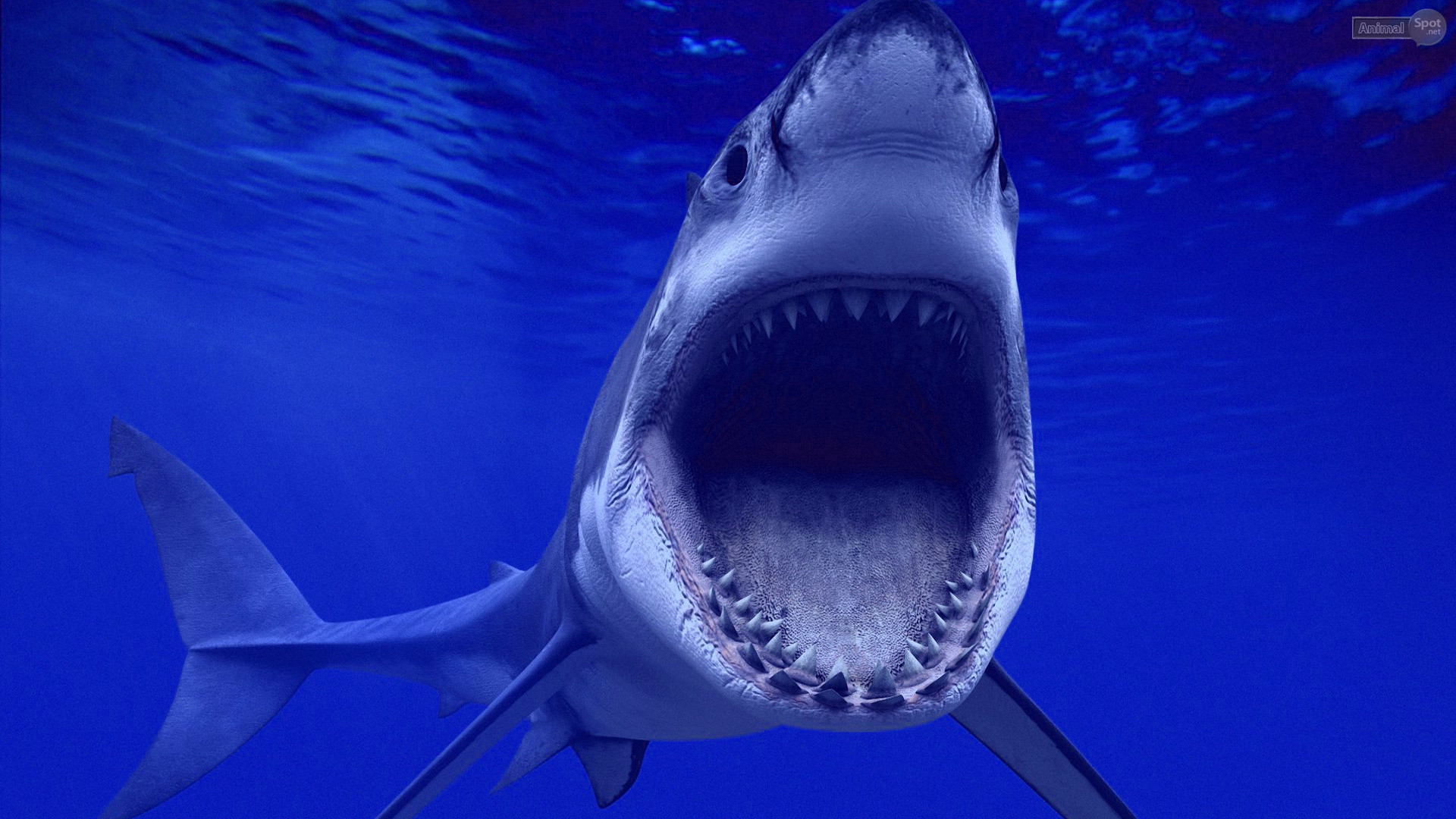 Squalo bianco, Fauci aperte, Denti, Blu, 1920x1080, immagine di sfondo