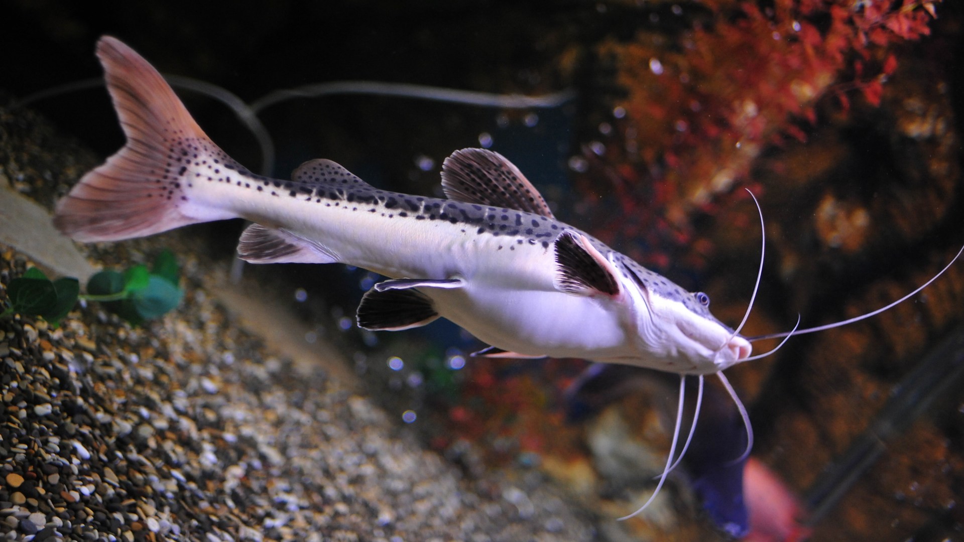 Pesce gatto, Acquario, Ghiaia, Full HD, sfondo per portatile