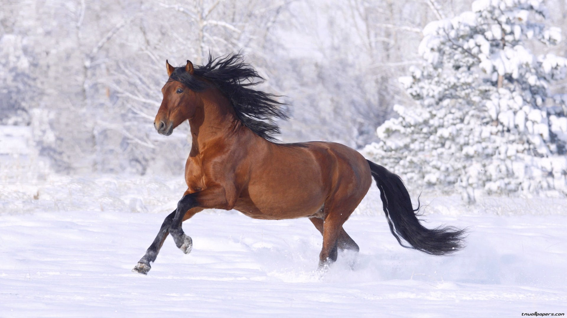 Cavallo baio, Galoppo, Neve, Inverno, Full HD, sfondo per portatile