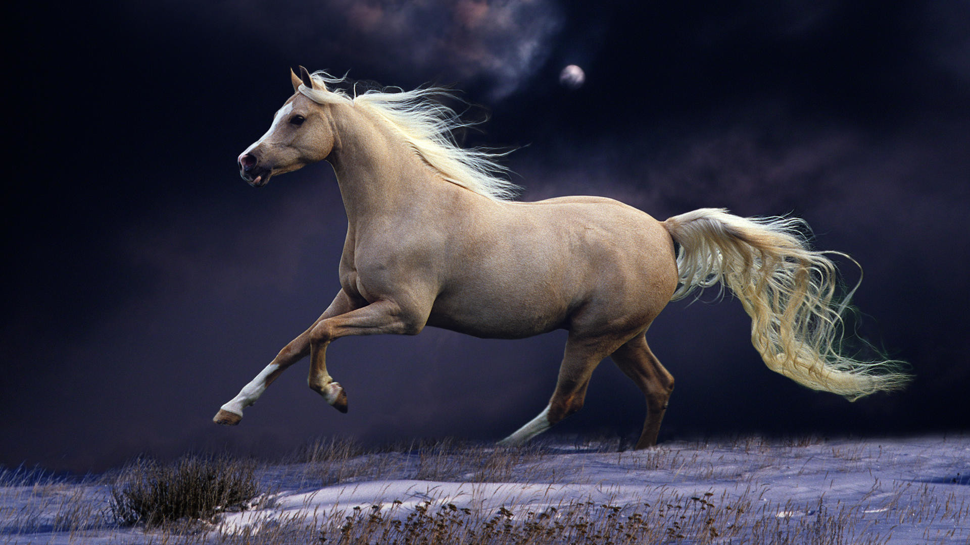 Cavallo palomino, Galoppo, Notte, Luna, Full HD, sfondo per PC e portatile