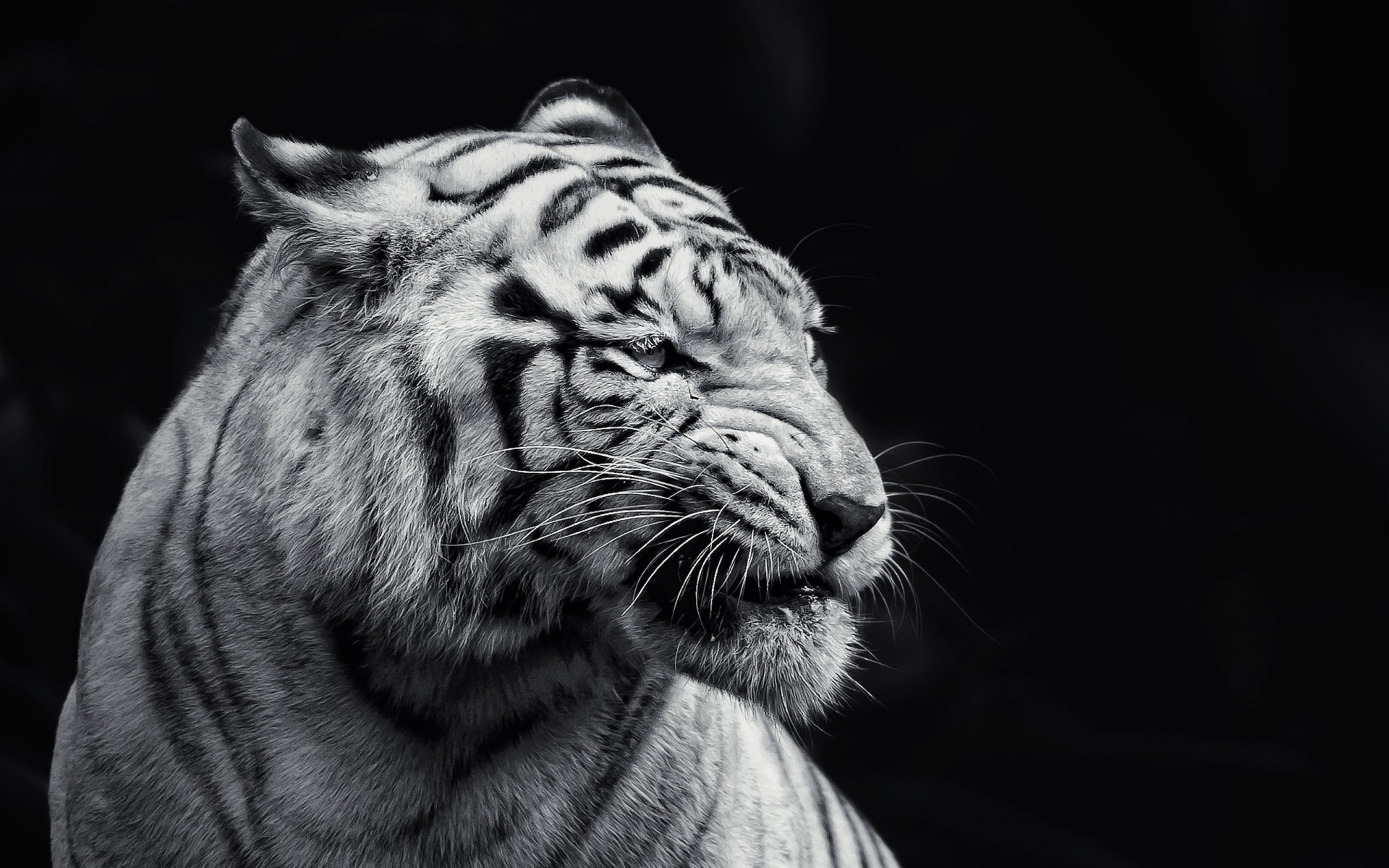 Tigre bianca, Bianco e nero, Sfondo nero, 1920x1200, wallpaper desktop