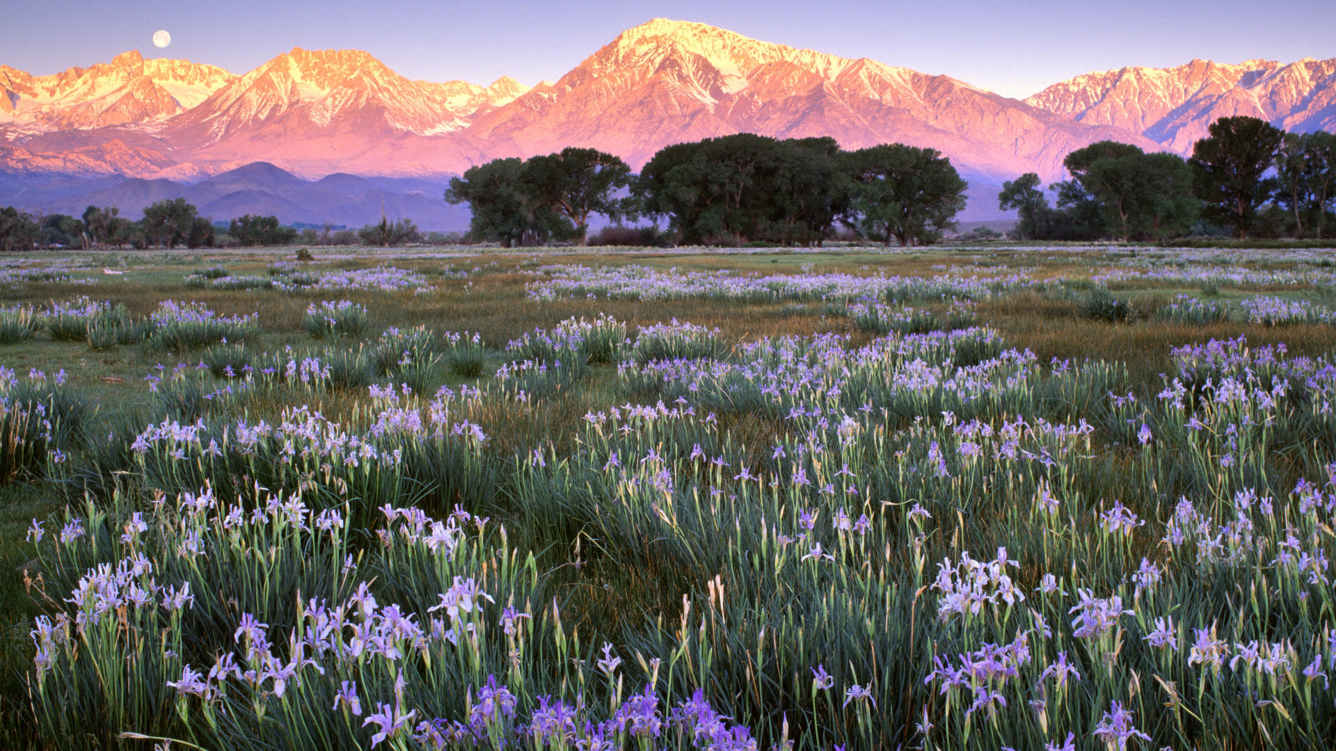 Iris selvatici, Sierra Nevada, Prato, Alba, Full HD, wallpaper per desktop