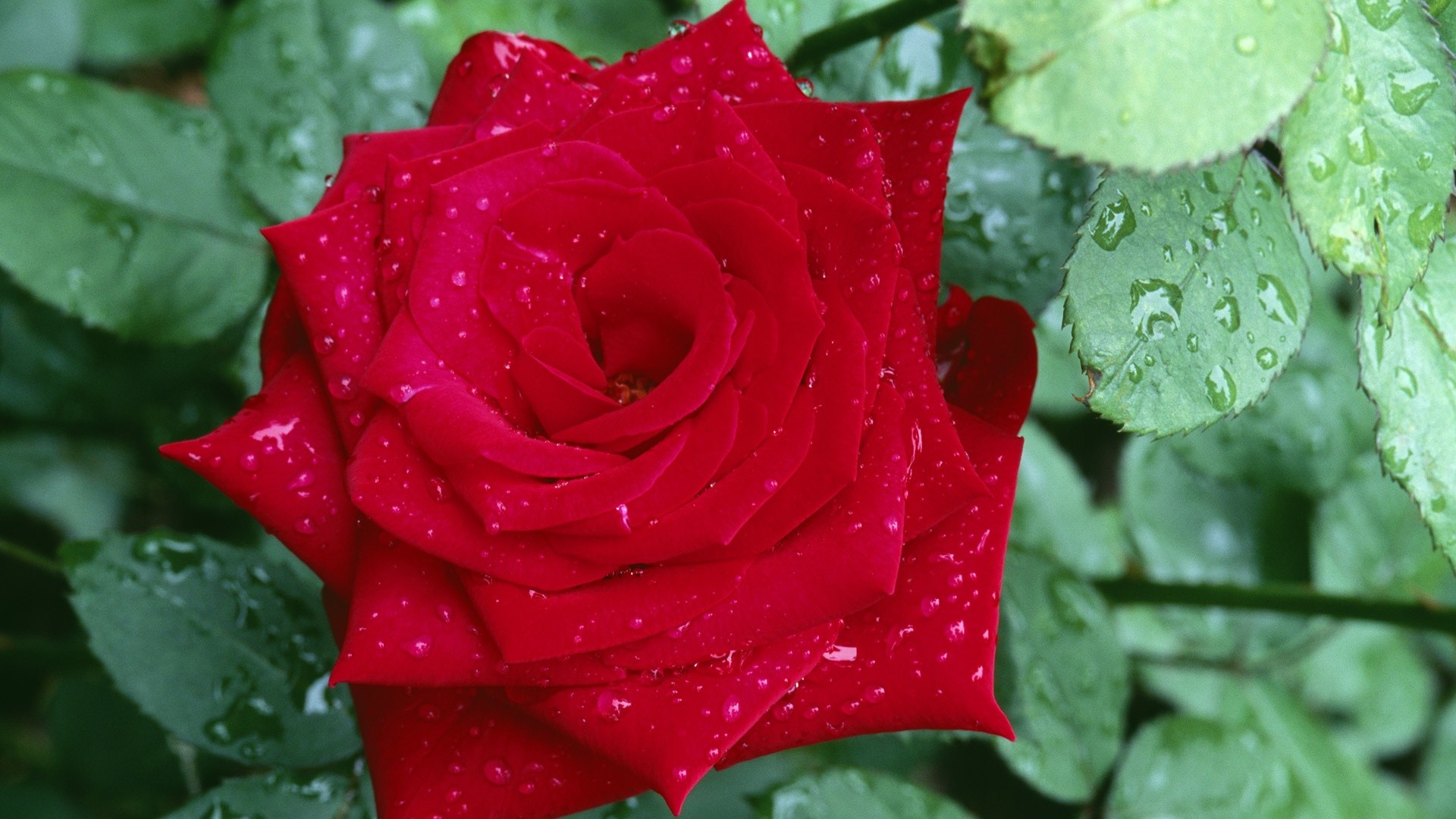 Rosa rossa, Gocce di pioggia, Foglie verdi, Giardino, Full HD 1080p, sfondo desktop