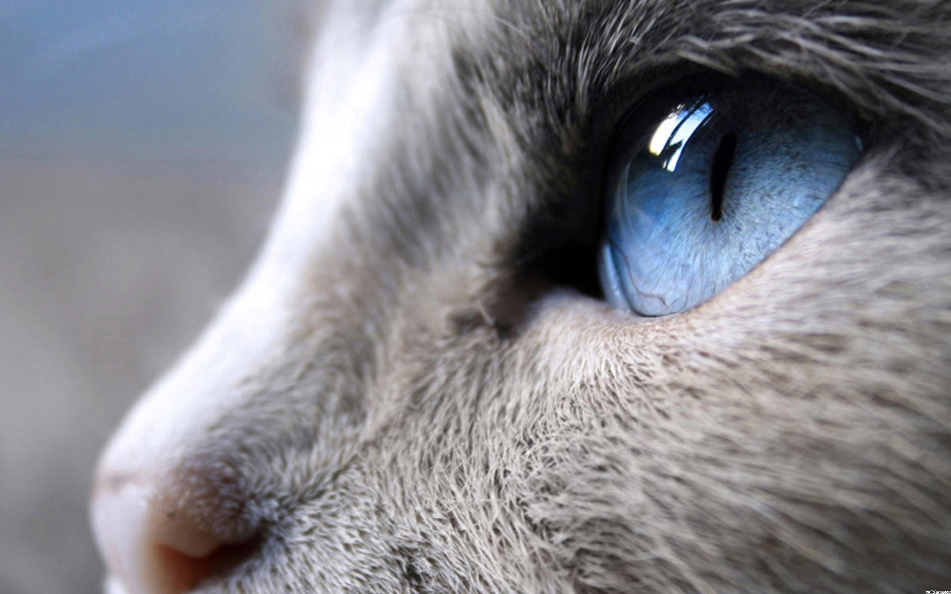 Gatto, Occhio azzurro, Macro, 1920x1200, sfondo per PC