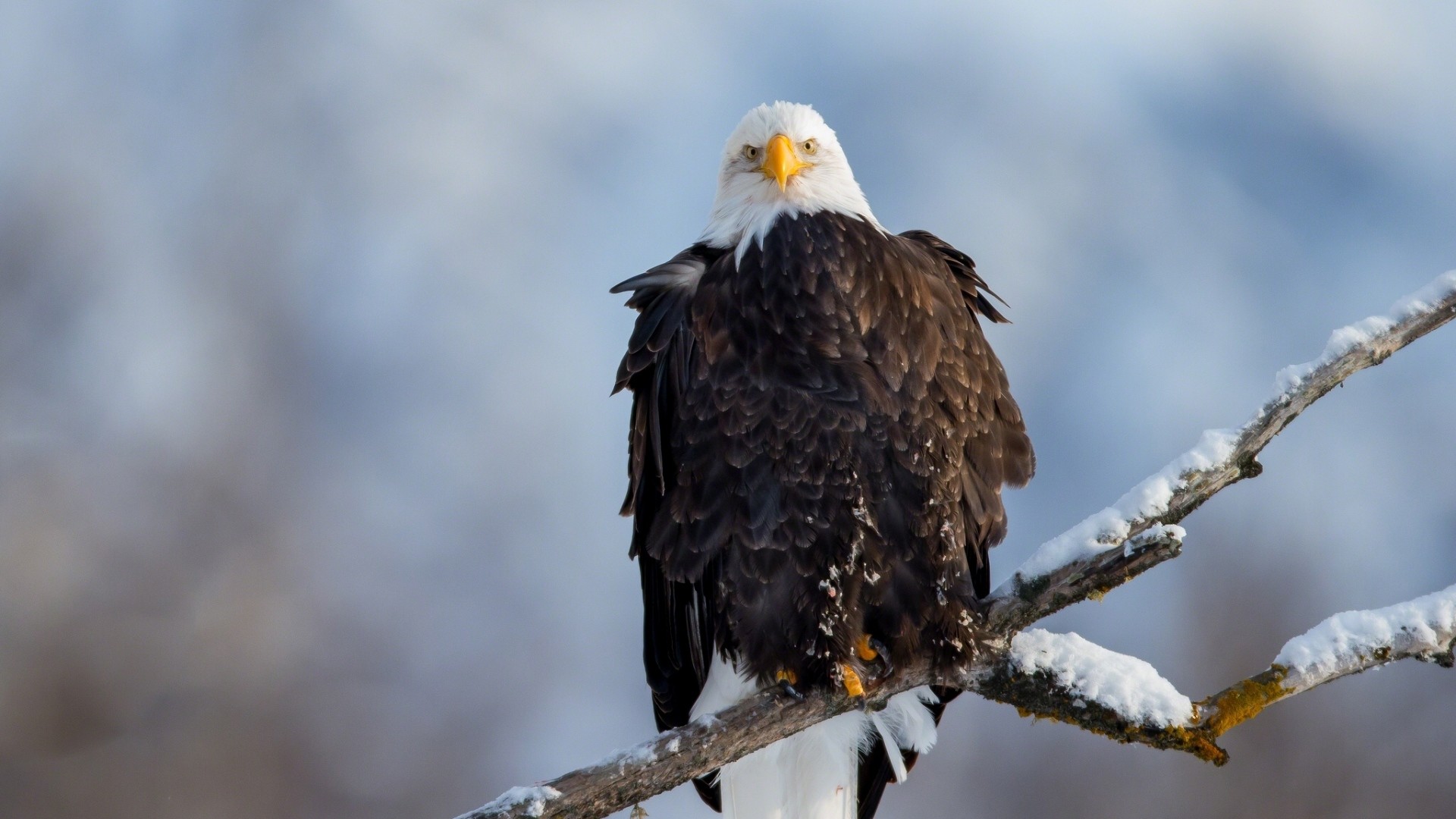 Aquila calva, Ramo innevato, Inverno, Full HD, sfondo per PC e portatile