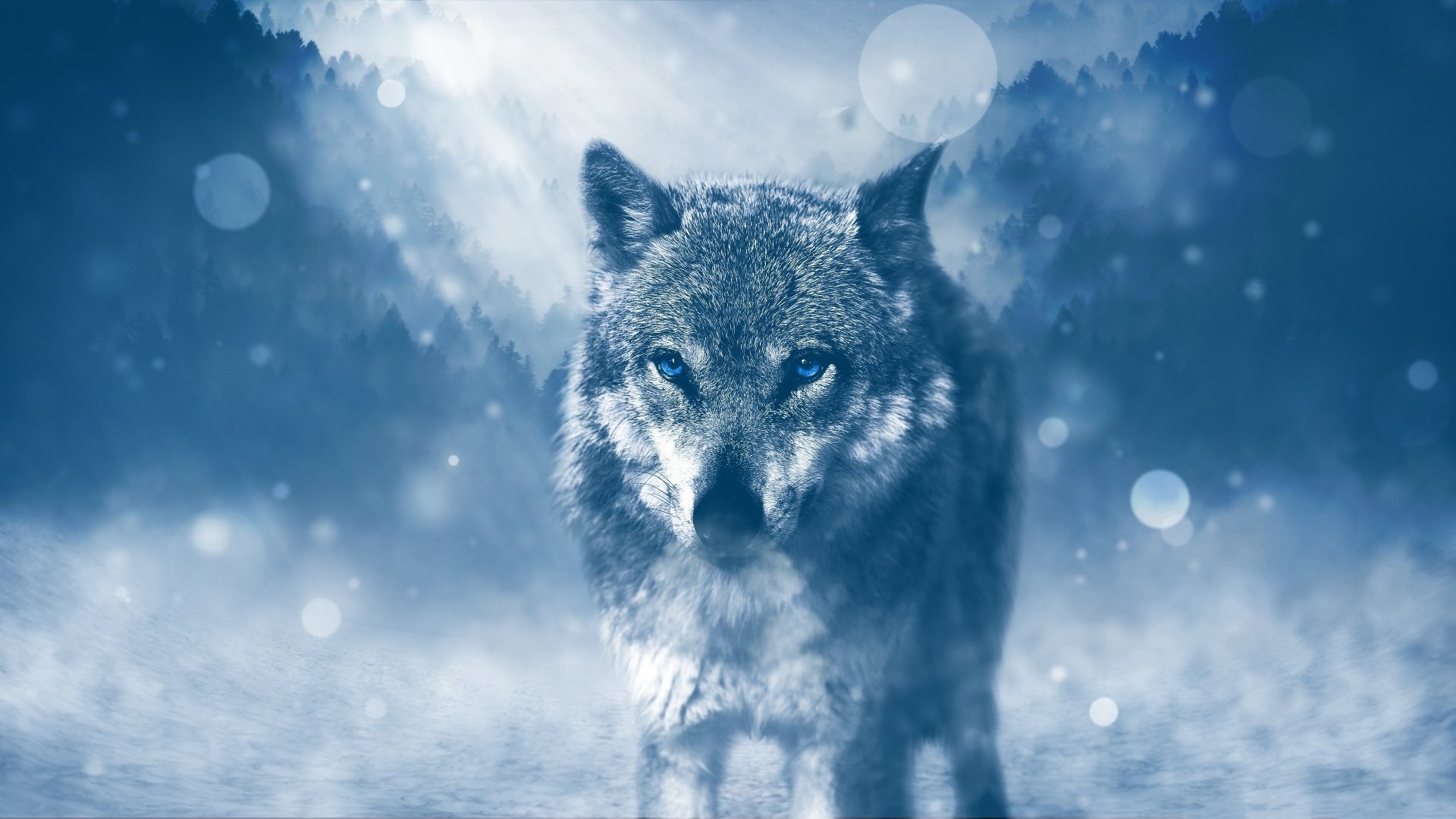 Lupo grigio, Neve, Bokeh, Blu, 1920x1080, immagine di sfondo