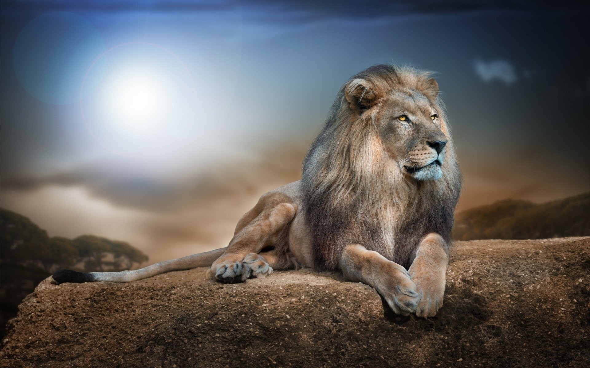 Leone, Roccia, Sole, Cielo blu, 1920x1200, wallpaper desktop