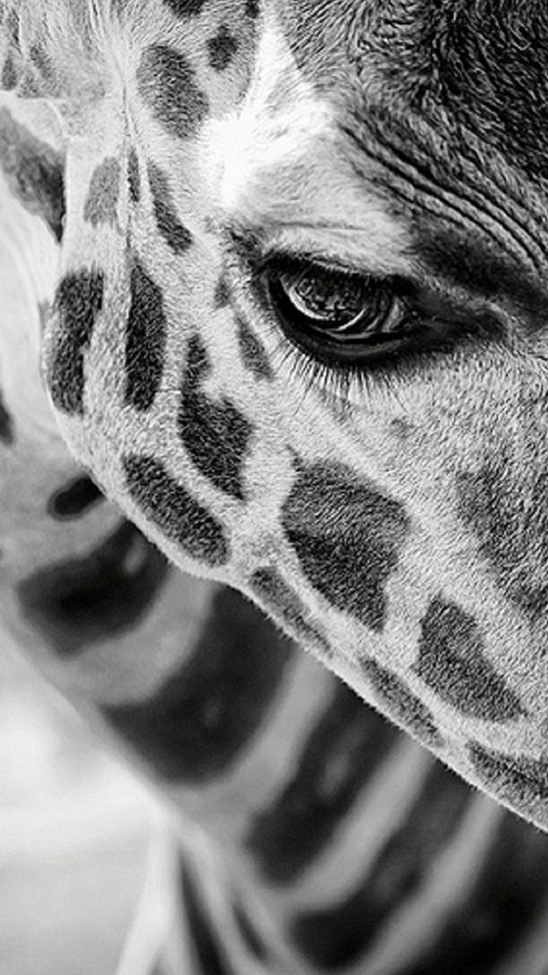 Giraffa, Occhio, Bianco e nero, Primo piano, Full HD, wallpaper per smartphone