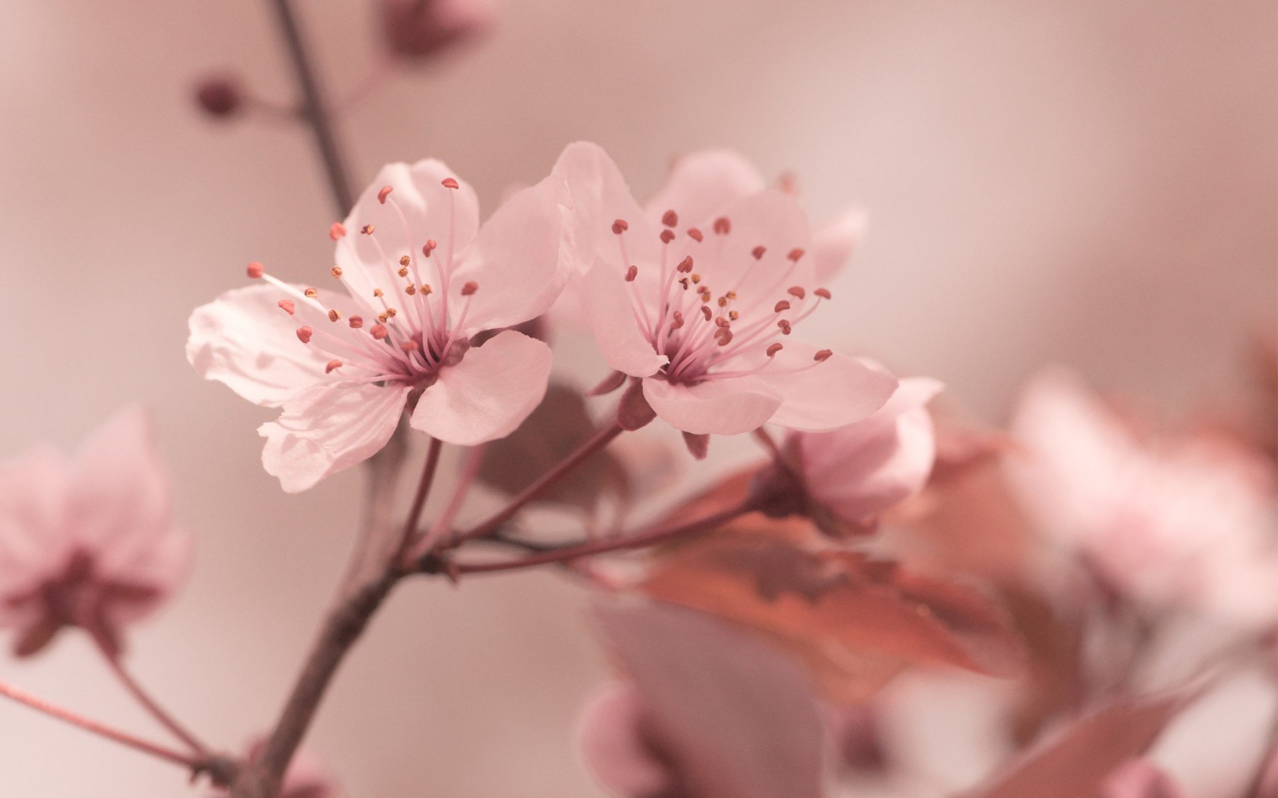 Fiori di ciliegio, Ramo, Toni pastello, Primo piano, 2K, sfondo Windows 11