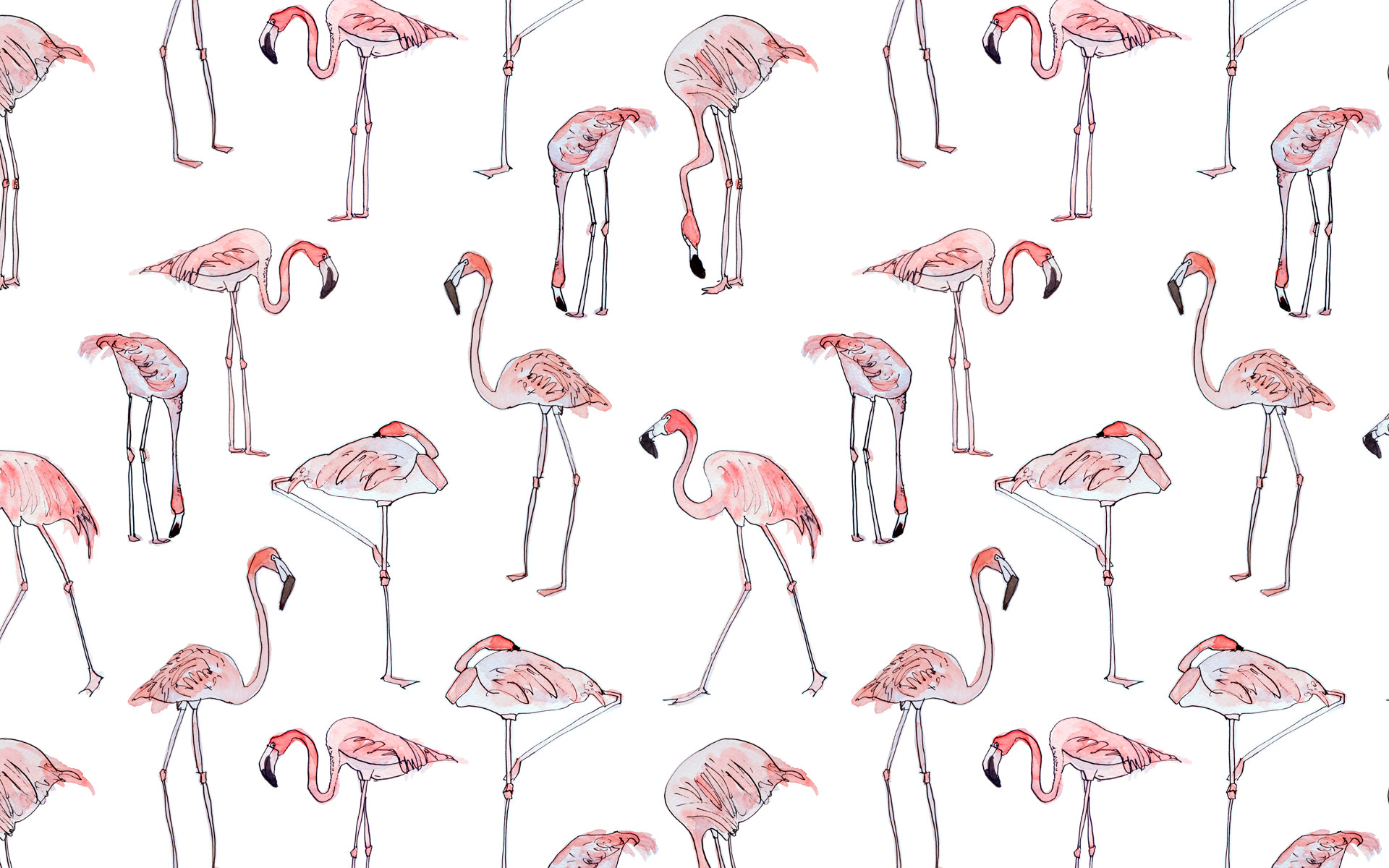 Fenicotteri, Disegno, Motivo, Sfondo bianco, Full HD, wallpaper per portatile