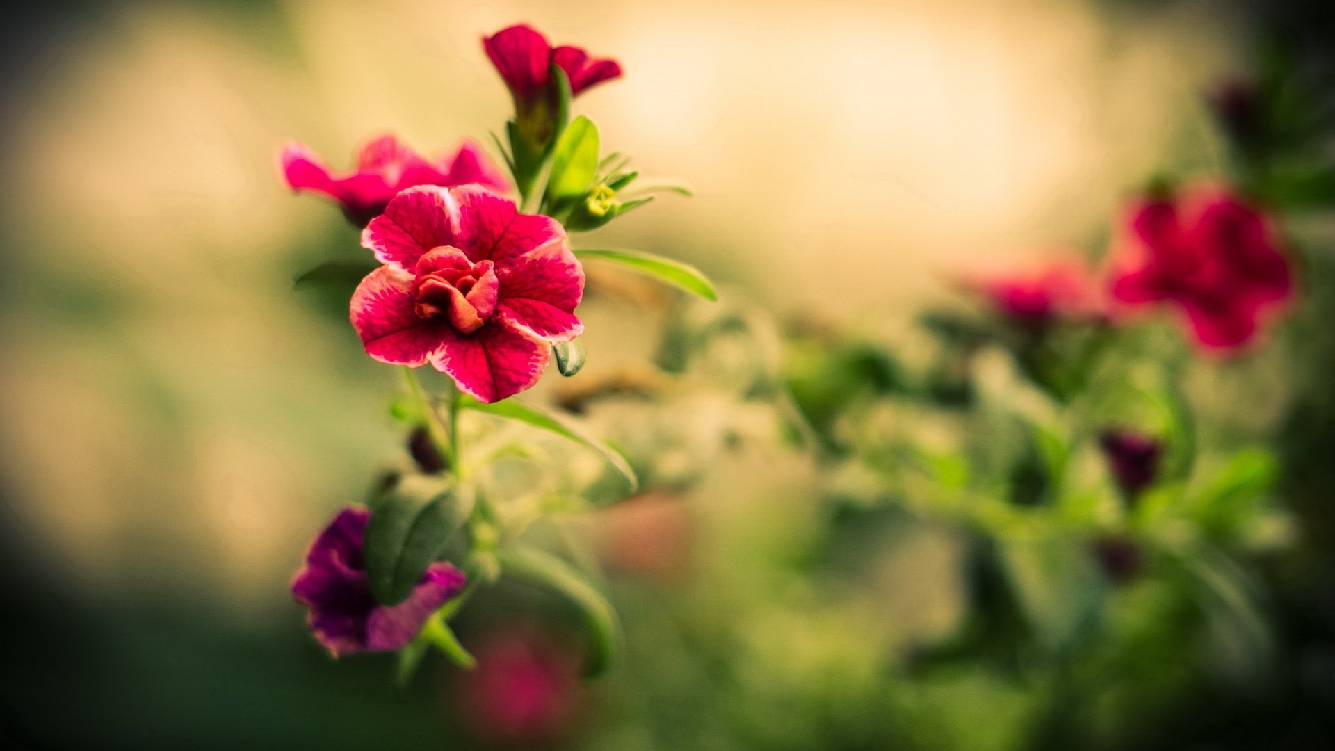 Petunie rosse, Fiori, Bokeh, Macro, Toni caldi, Full HD, sfondo Windows 11