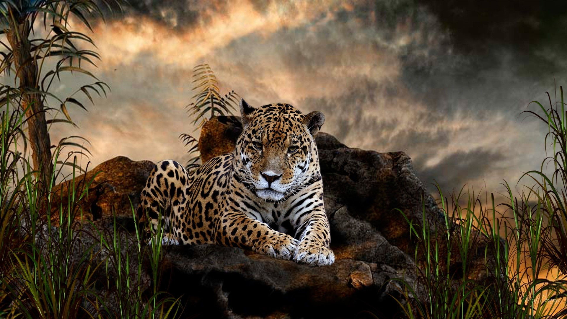 Giaguaro, Roccia, Felino, Cielo nuvoloso, Natura selvaggia, Full HD 1080p, sfondo desktop