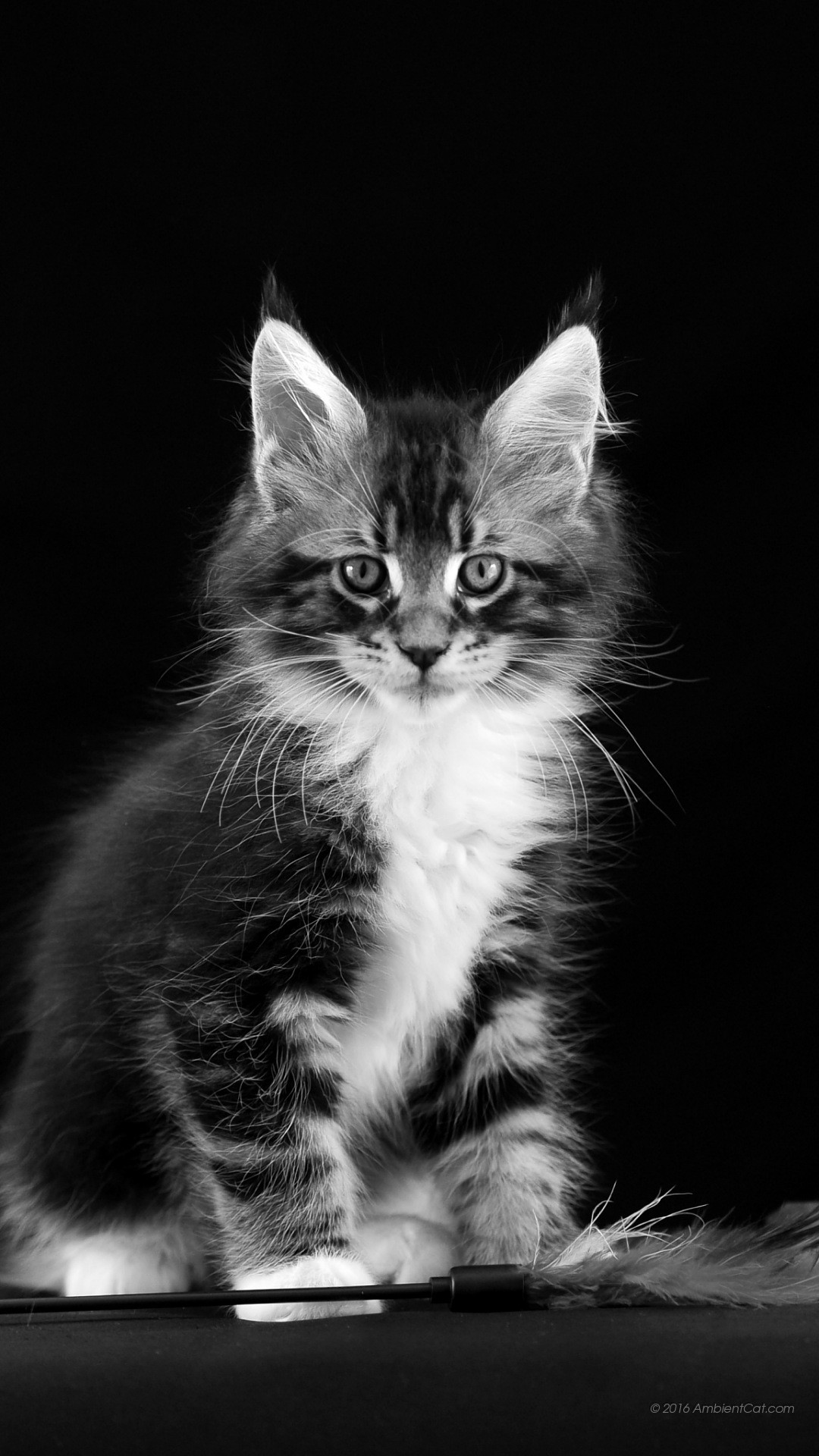 Gattino, Maine Coon, Sfondo nero, schermata Home Huawei P9