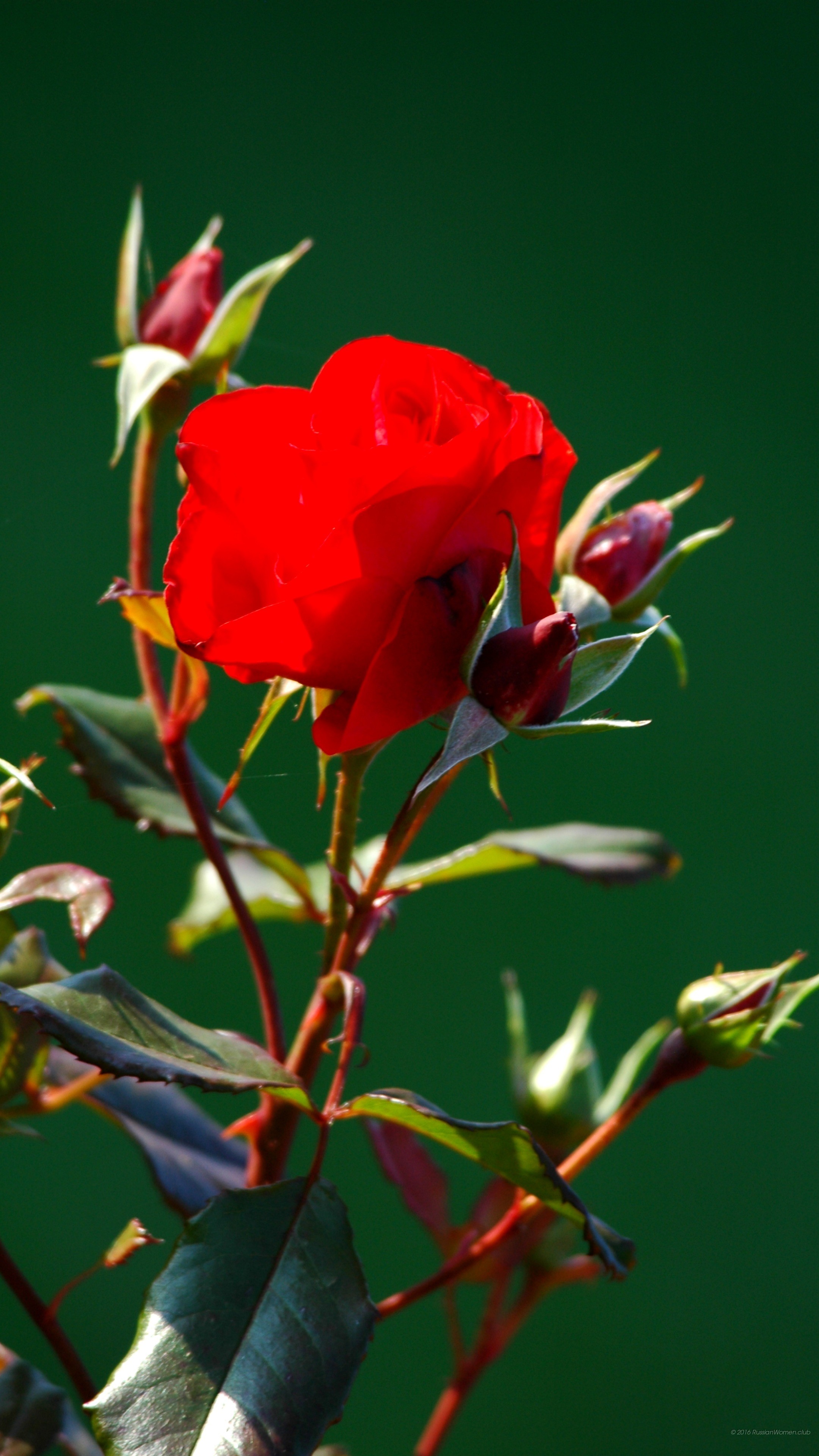 Rosa rossa, Boccioli, Fiore, Sfondo verde, schermata Home dello smartphone
