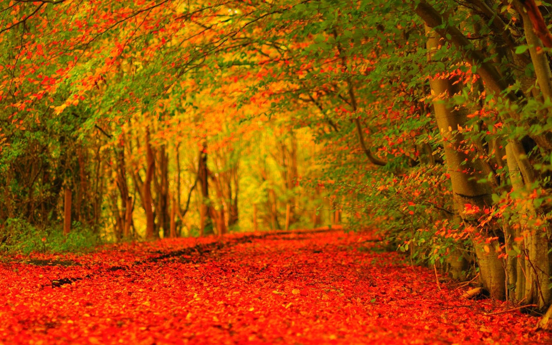 Sentiero, Foglie rosse, Bosco, Tunnel di alberi, Full HD, sfondo per PC