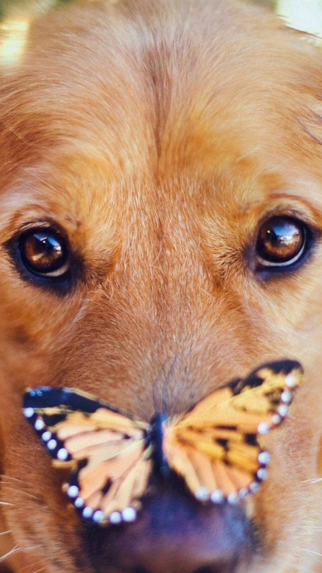 Golden retriever, Farfalla monarca, Muso, Primo piano, 1080x1920, schermata di blocco iPhone