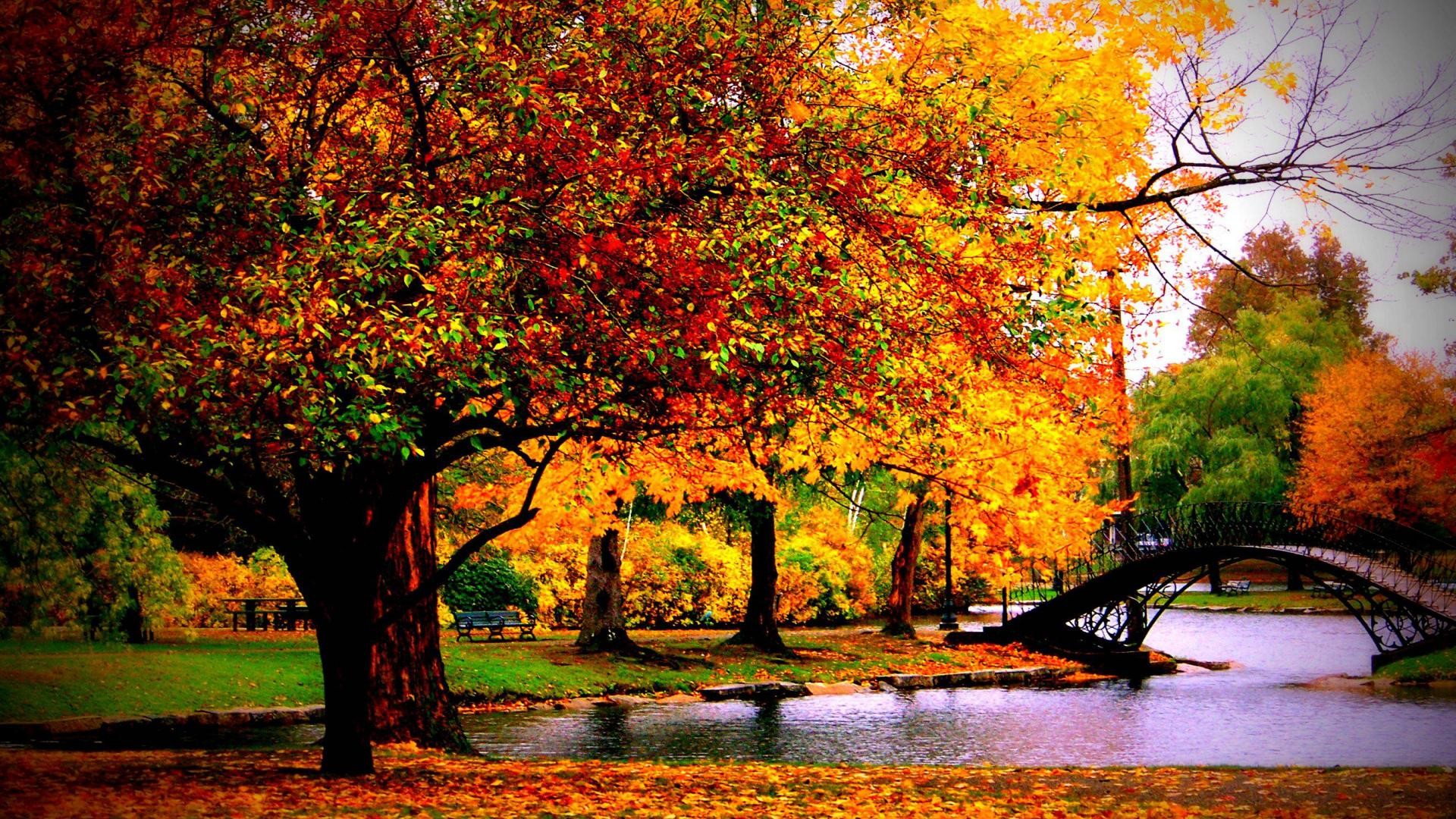 Parco, Ponte, Laghetto, Alberi, 1920x1080, sfondo per PC