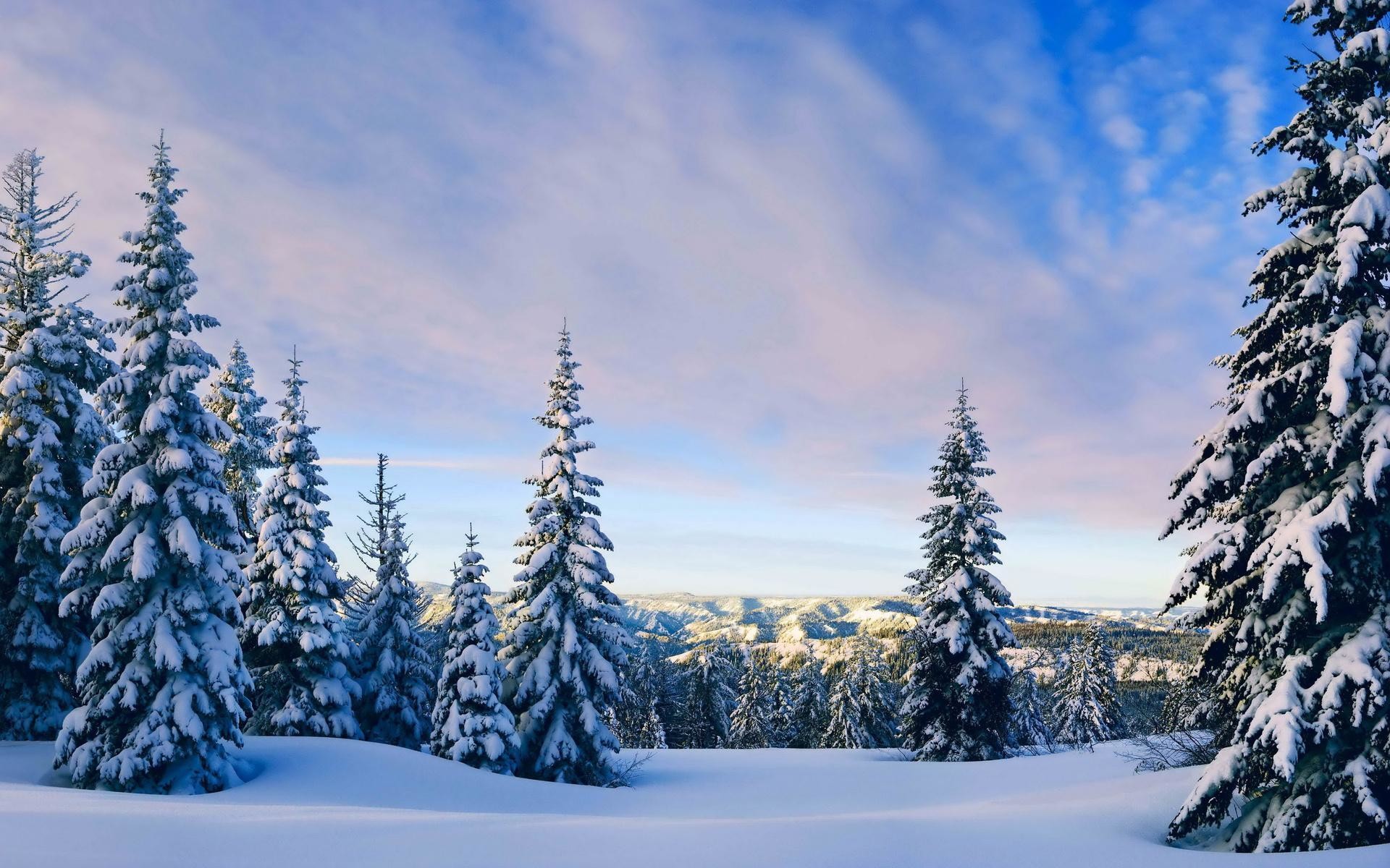 Abeti innevati, Cielo, Foresta, Inverno, sfondo per il tuo desktop