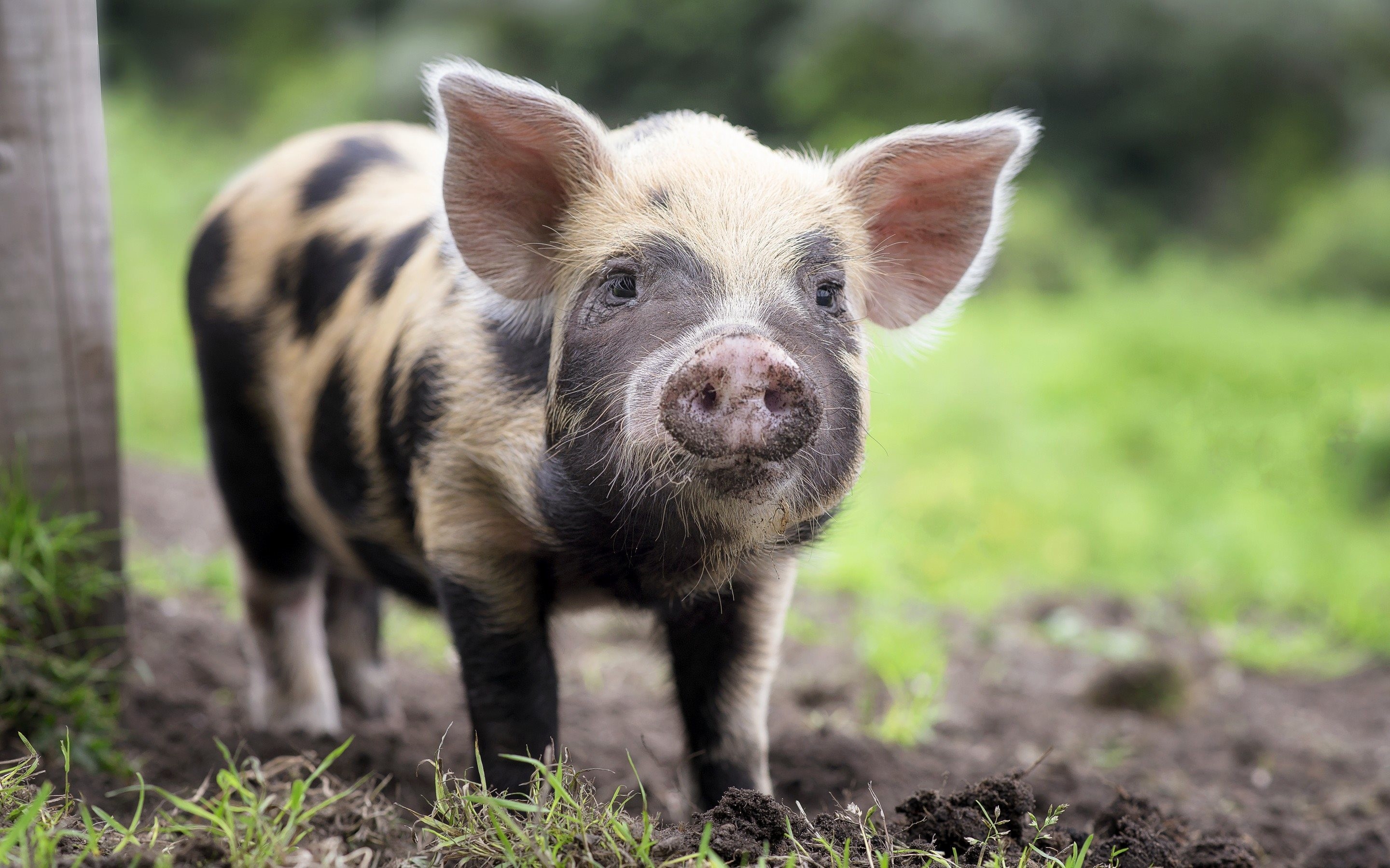 Maialino, Maialino maculato, Prato, Fattoria, 2K, sfondo per portatile