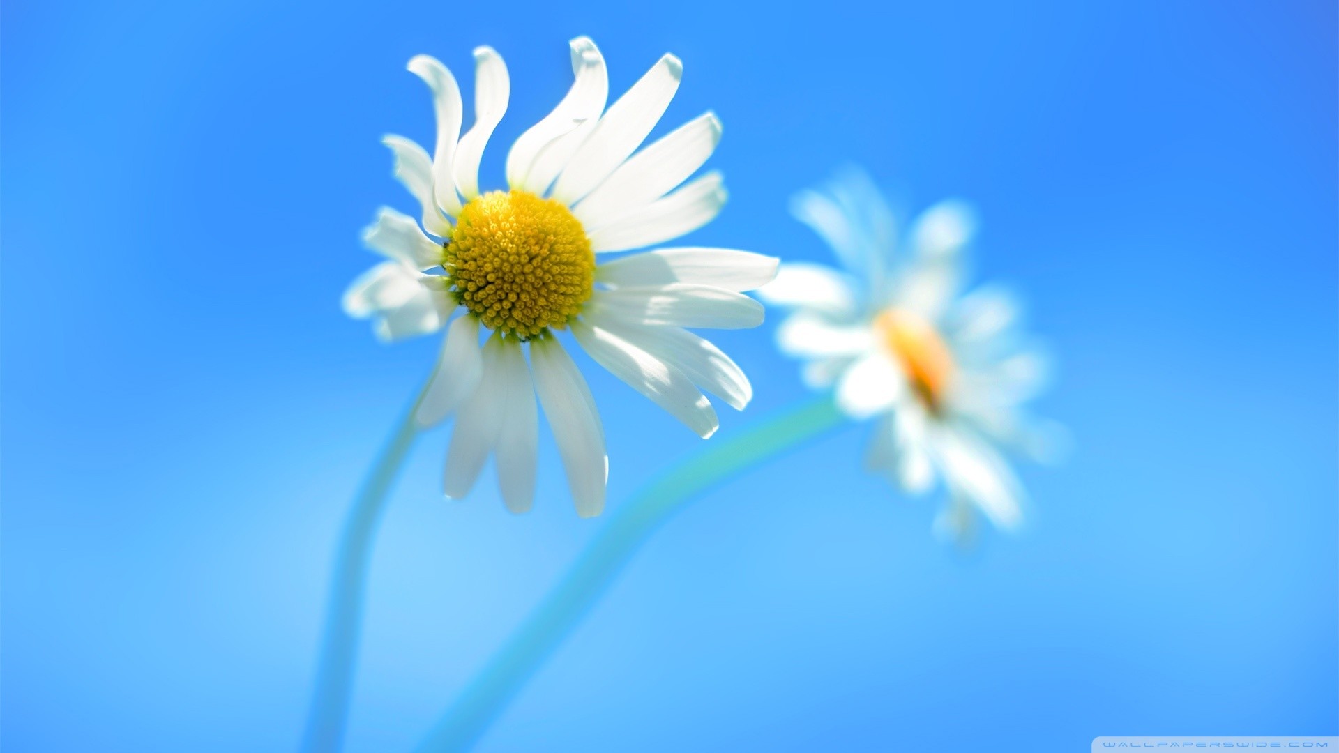 Windows 8, Margherite, Sfondo azzurro, Fiori, Full HD, wallpaper per portatile