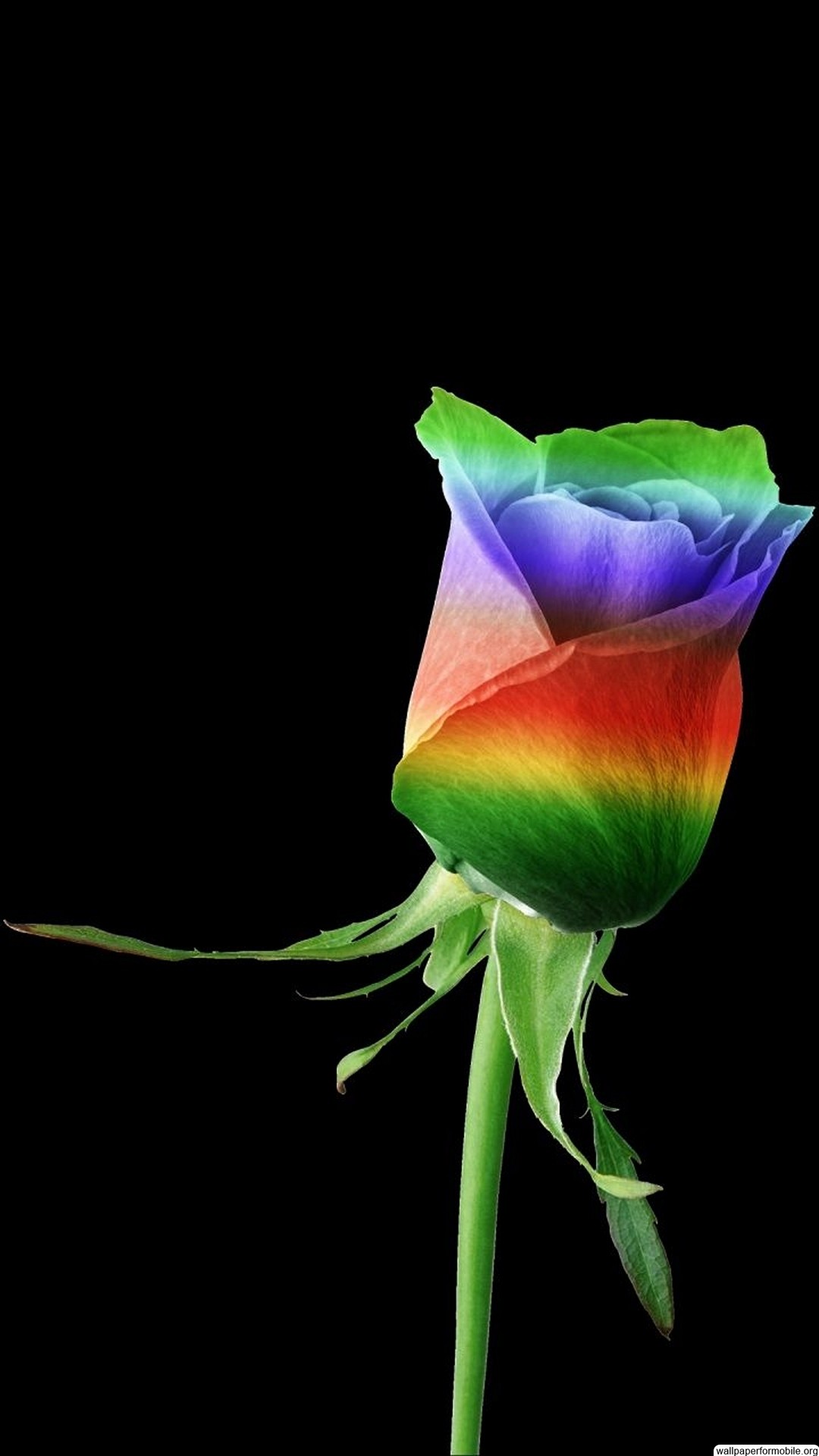 Rosa arcobaleno, Fiore, Sfondo nero, Full HD, wallpaper per cellulare