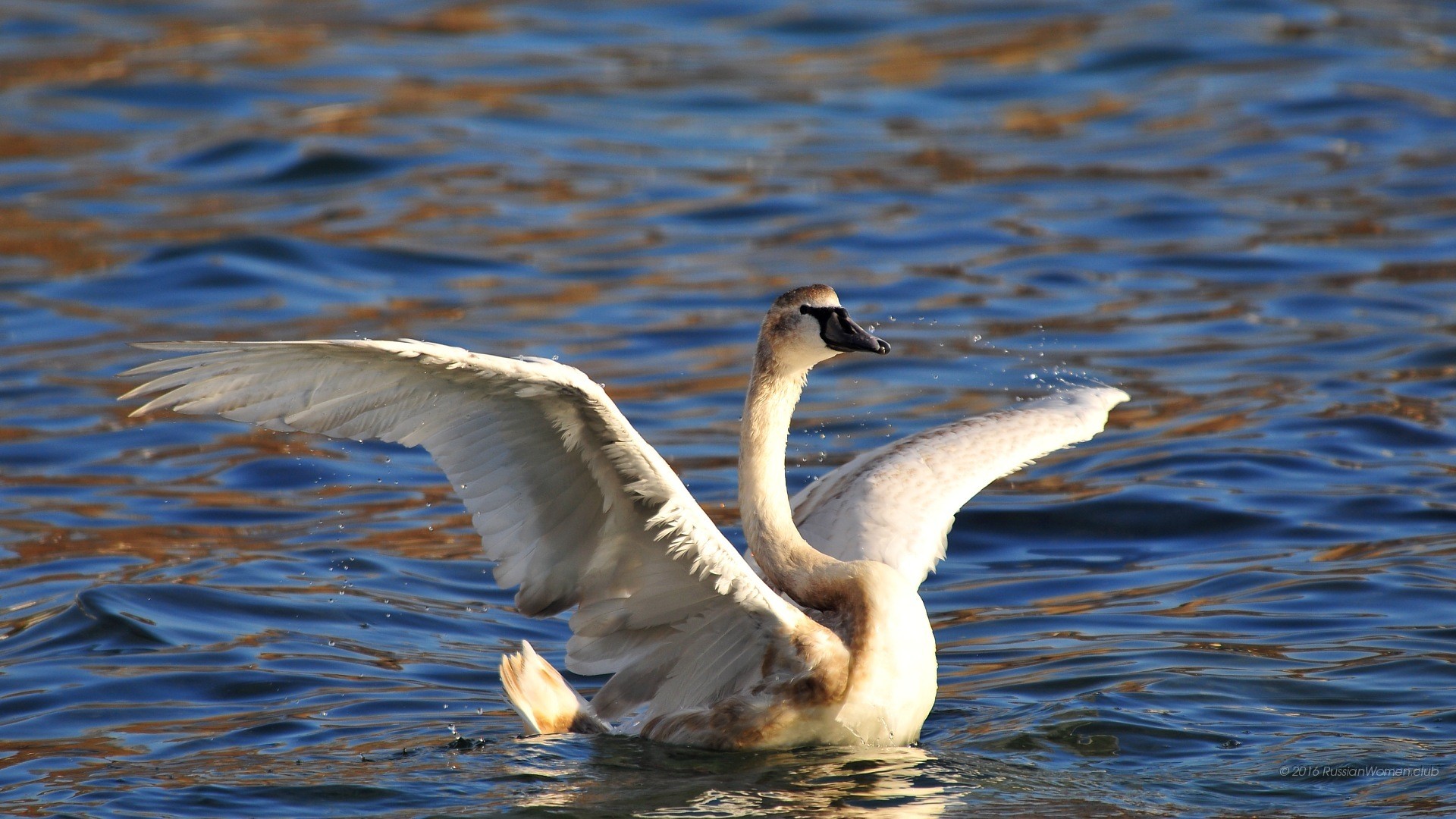 Cigno, Ali, Acqua, Lago, Uccello, sfondo per smartphone